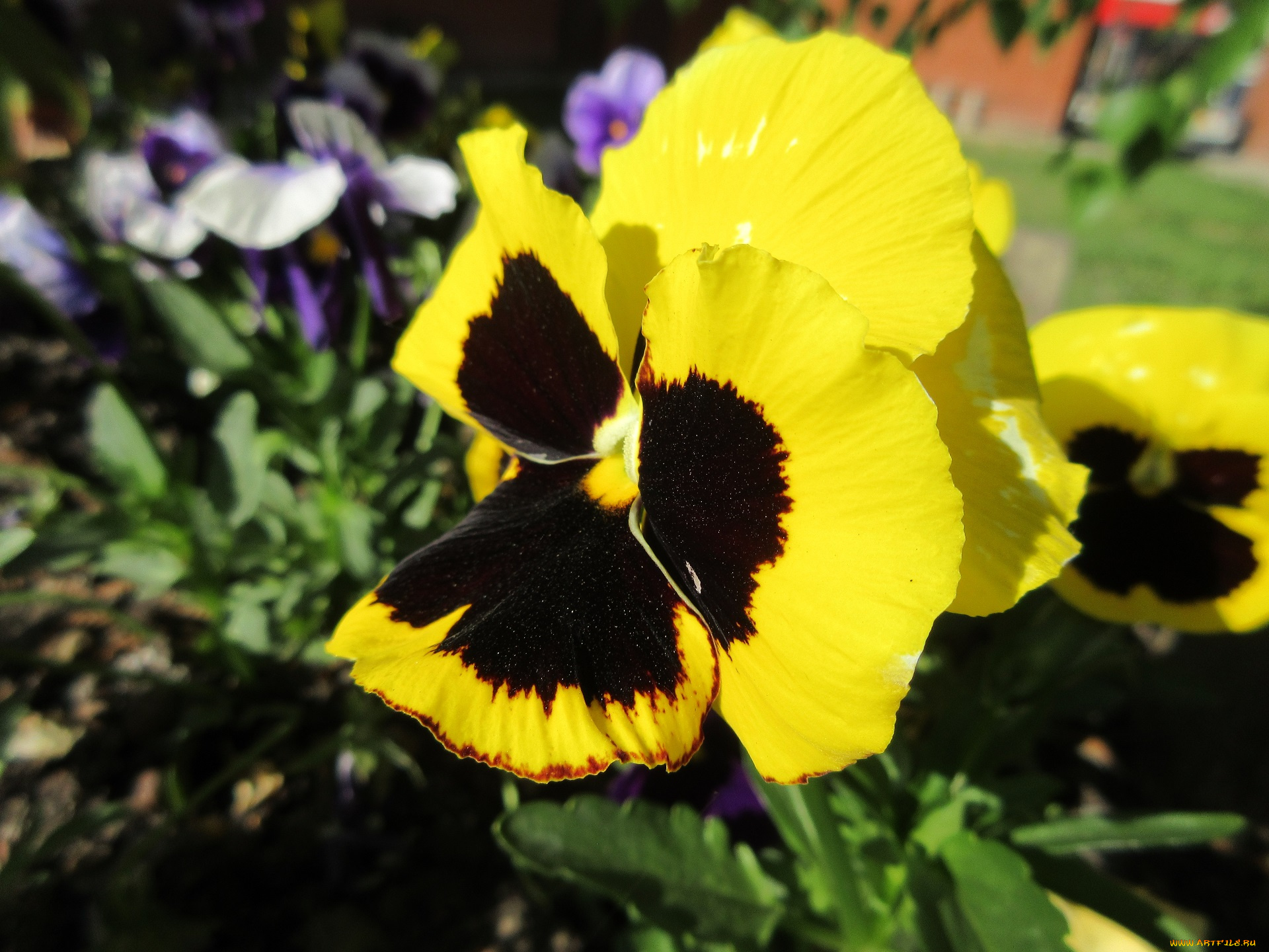 цветы, анютины, глазки, , садовые, фиалки, весна, 2018