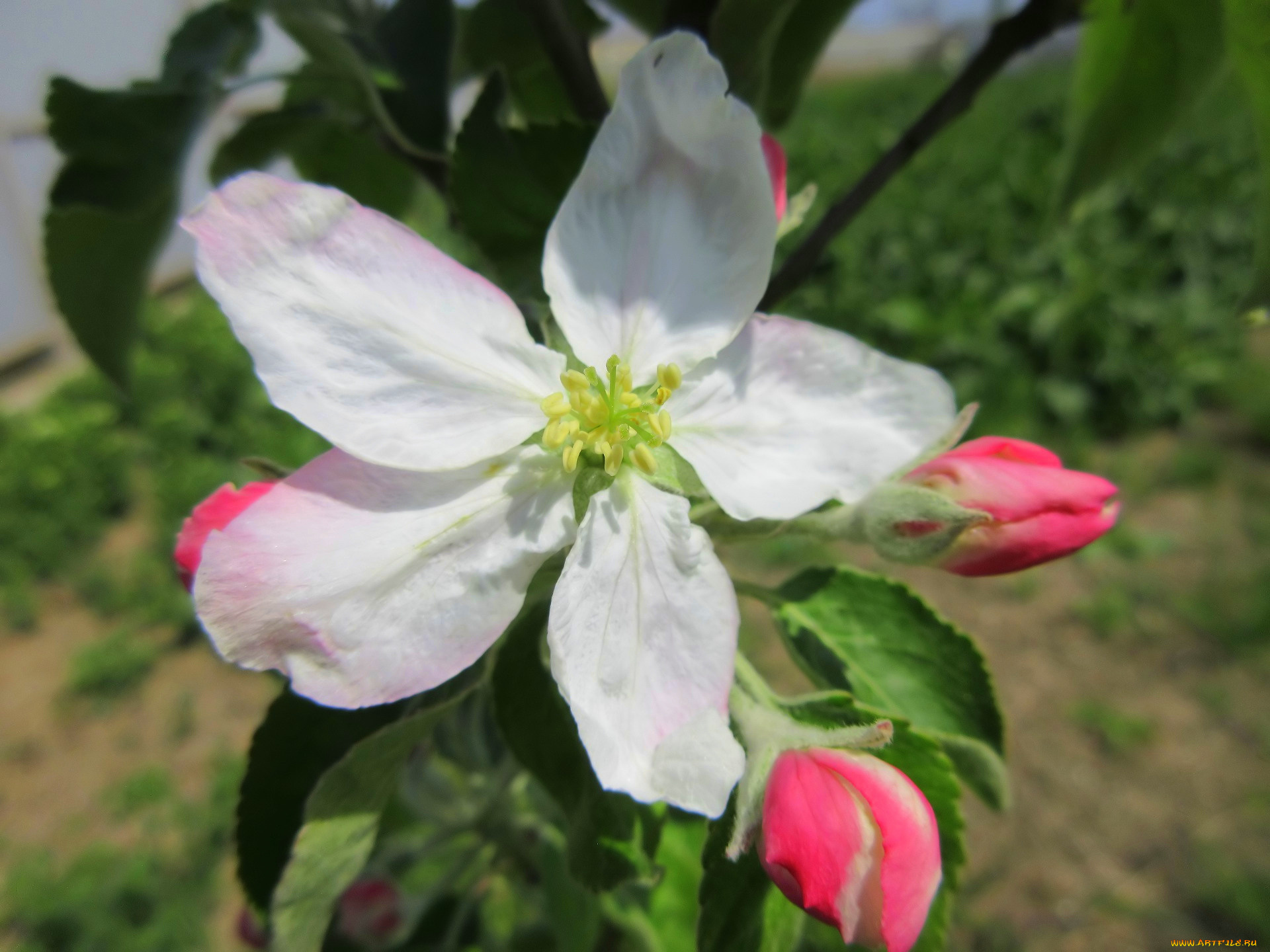 цветы, цветущие, деревья, , , кустарники, весна, 2018