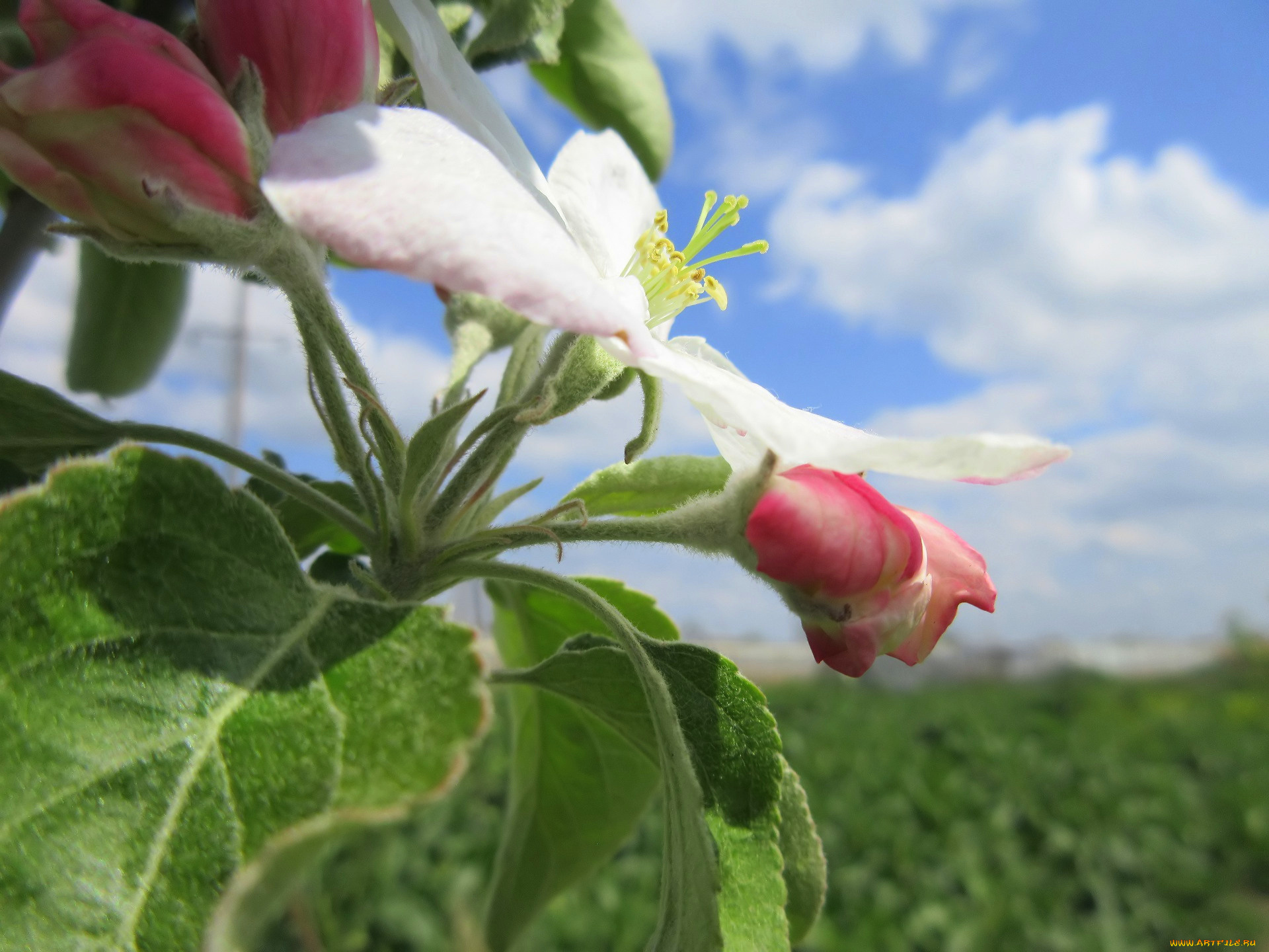 цветы, цветущие, деревья, , , кустарники, весна, 2018