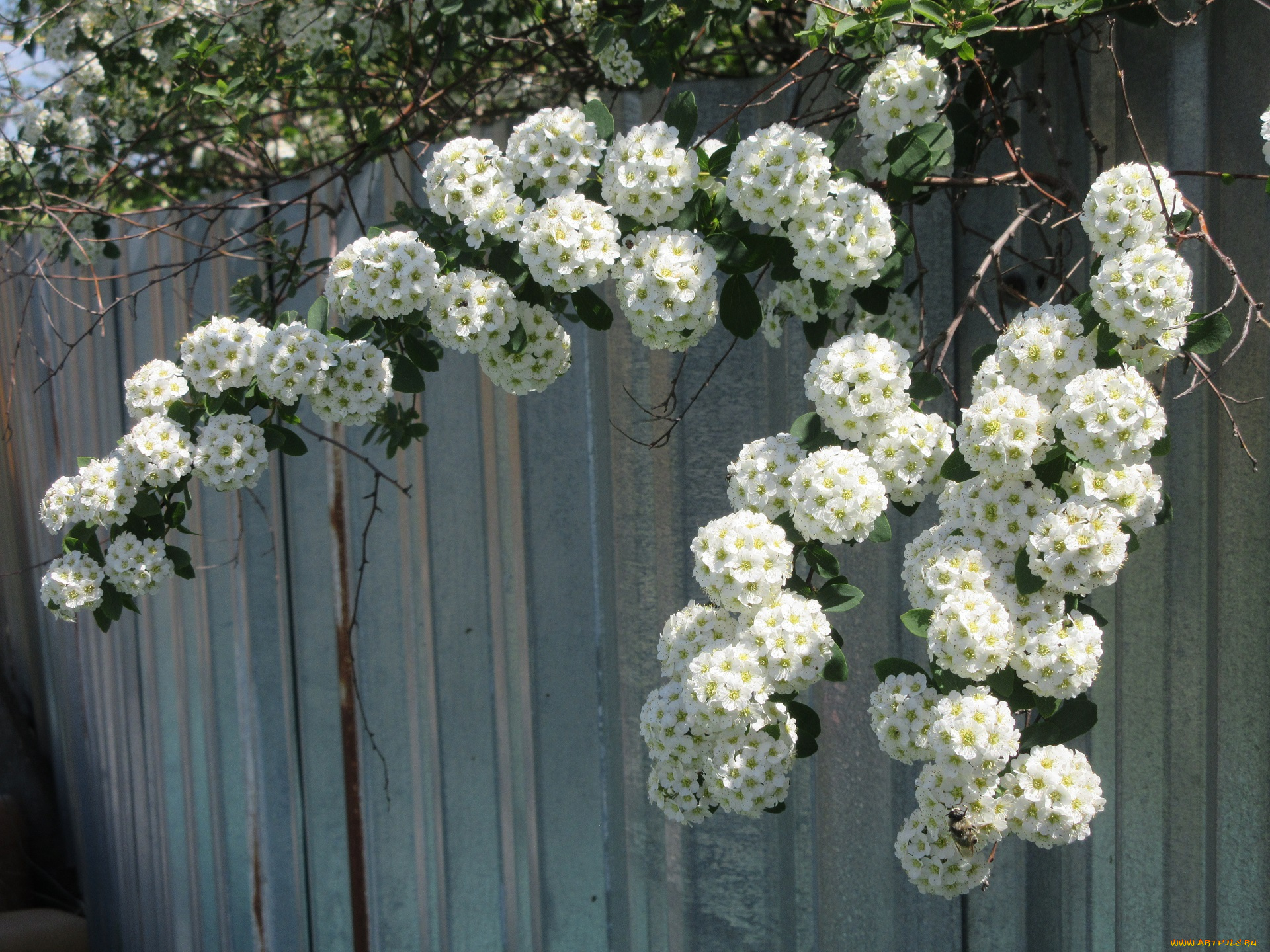 цветы, цветущие, деревья, , , кустарники, весна, 2018