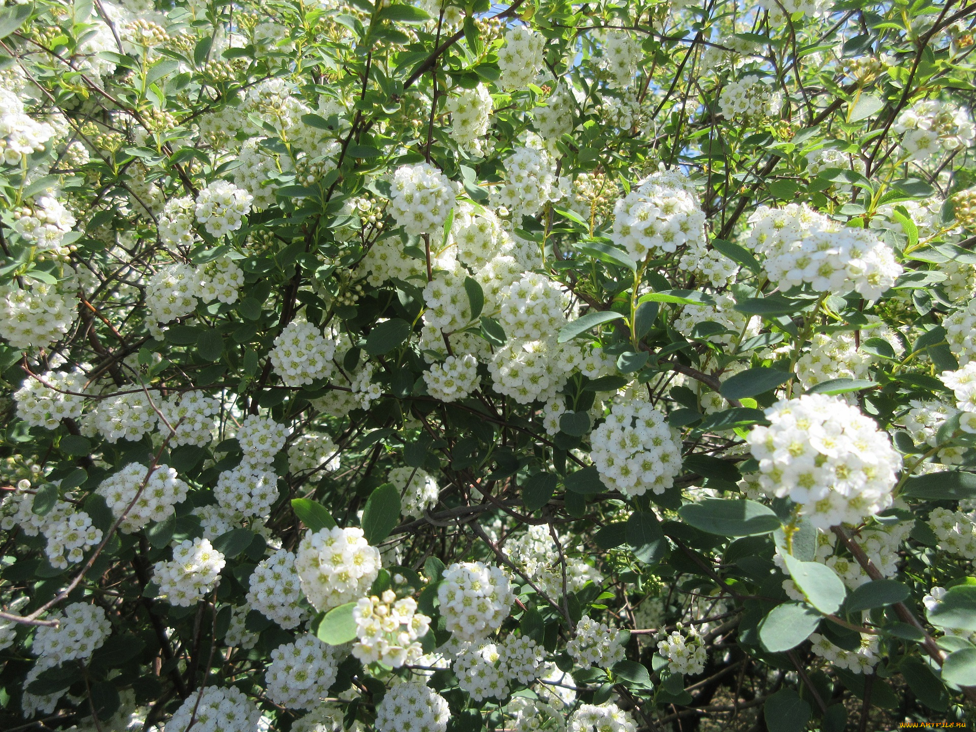 цветы, цветущие, деревья, , , кустарники, весна, 2018