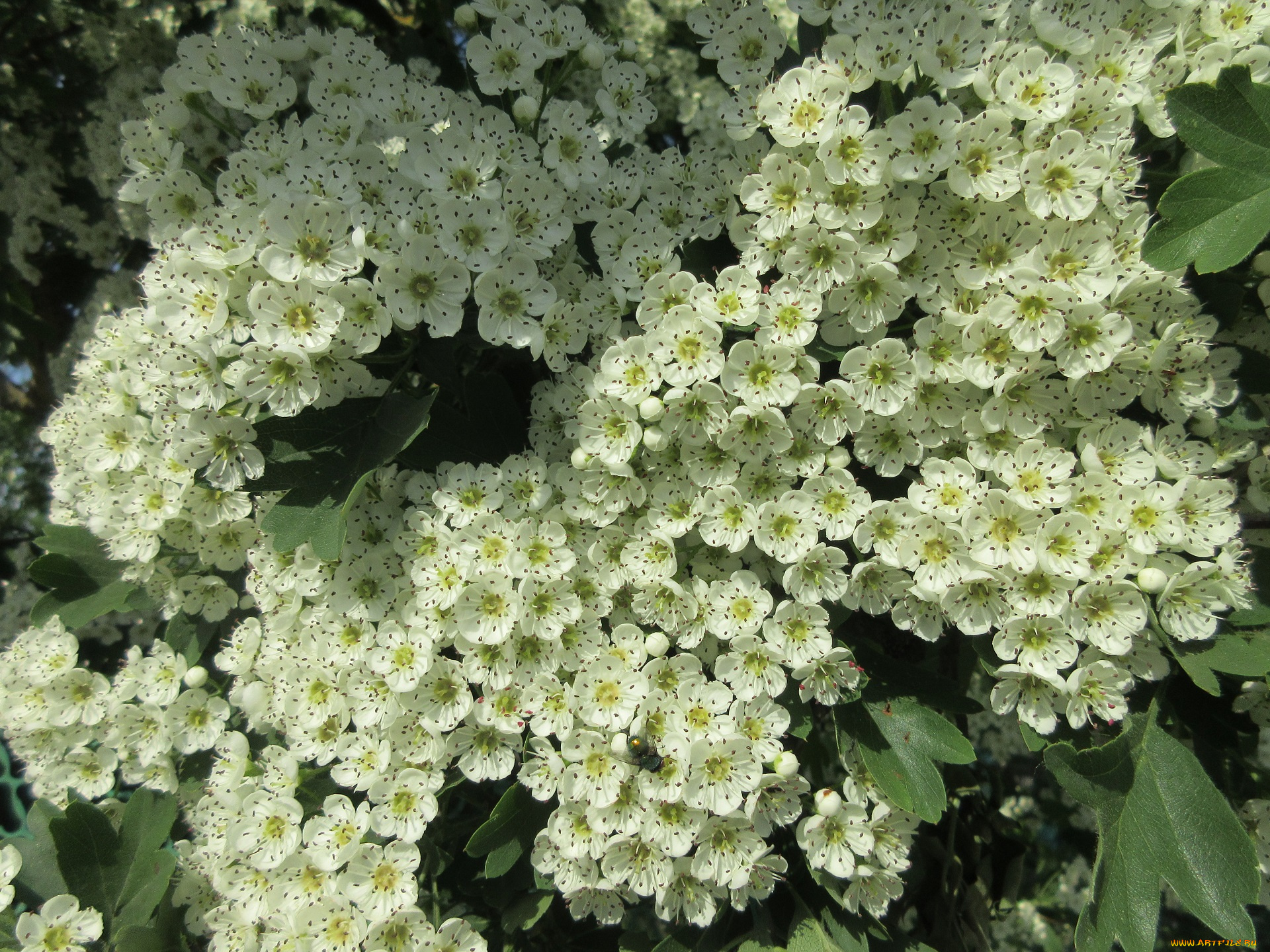 цветы, цветущие, деревья, , , кустарники, весна, 2018