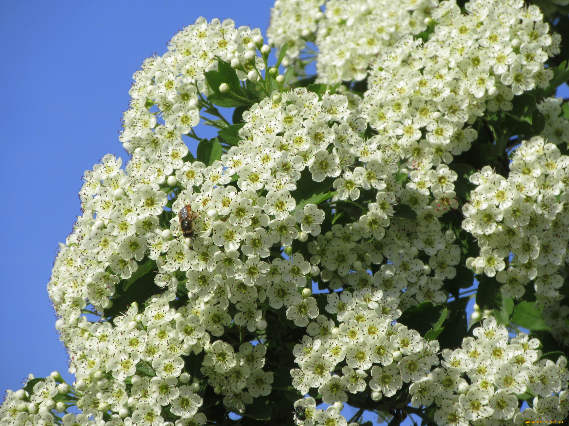 цветы, цветущие, деревья, , , кустарники, весна, 2018