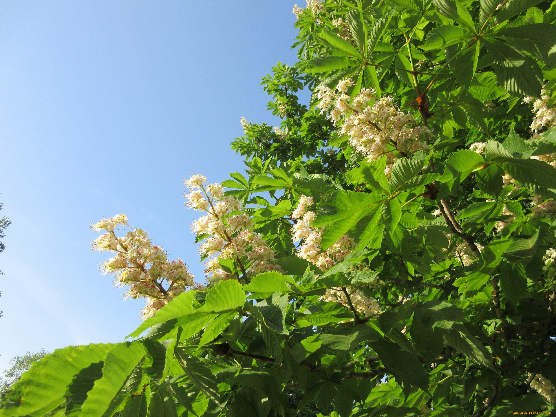 цветы, каштаны, весна, 2018