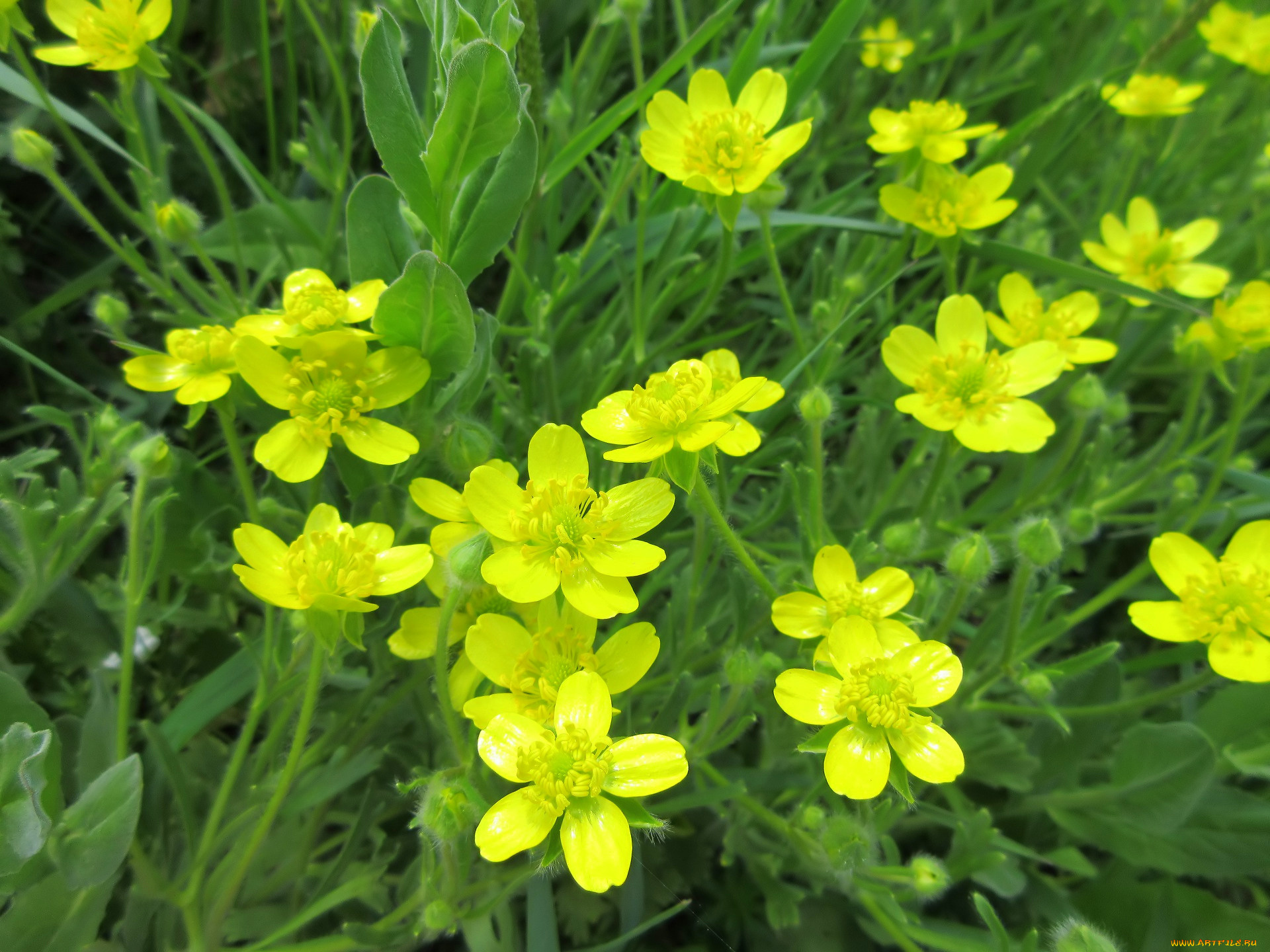 цветы, луговые, , полевые, , цветы, весна, 2018