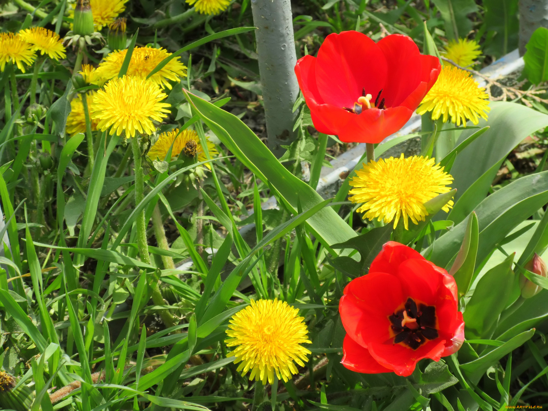 цветы, разные, вместе, весна, 2018