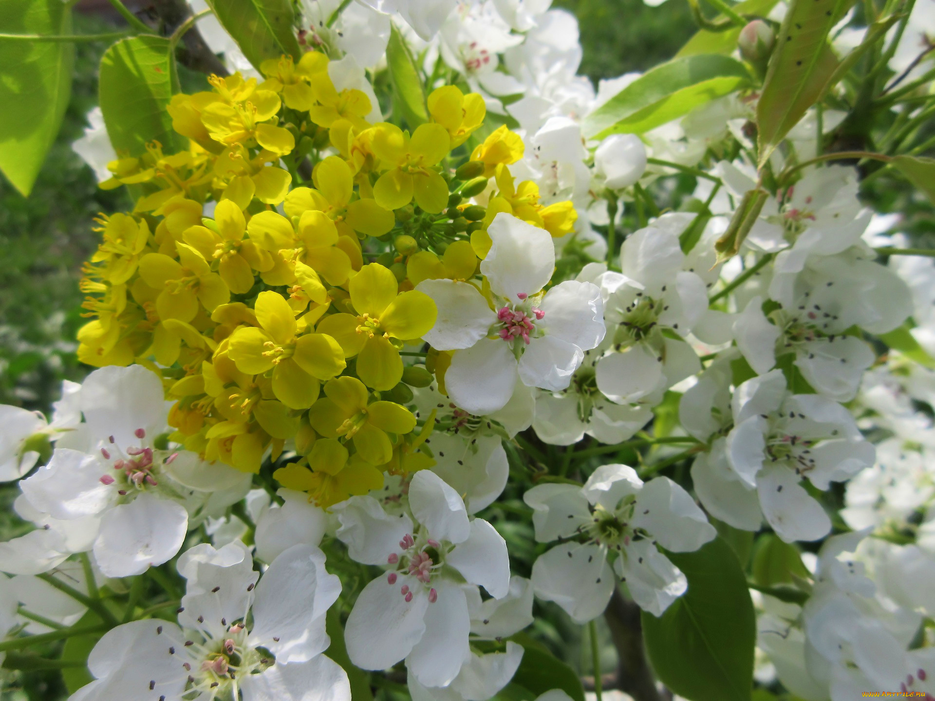 цветы, разные, вместе, весна, 2018