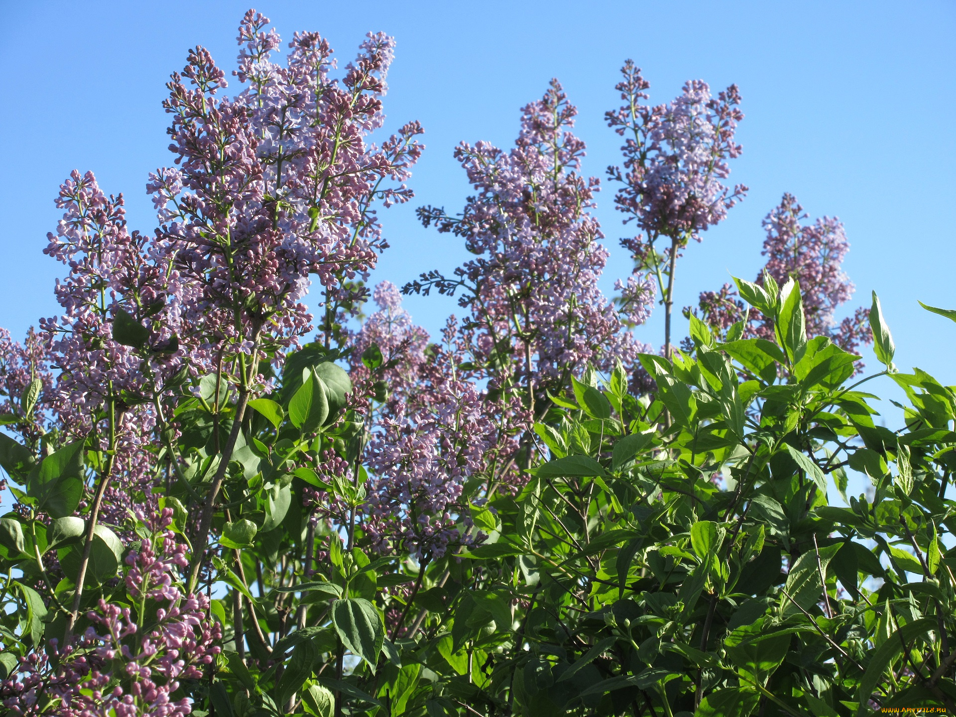 цветы, сирень, весна, 2018