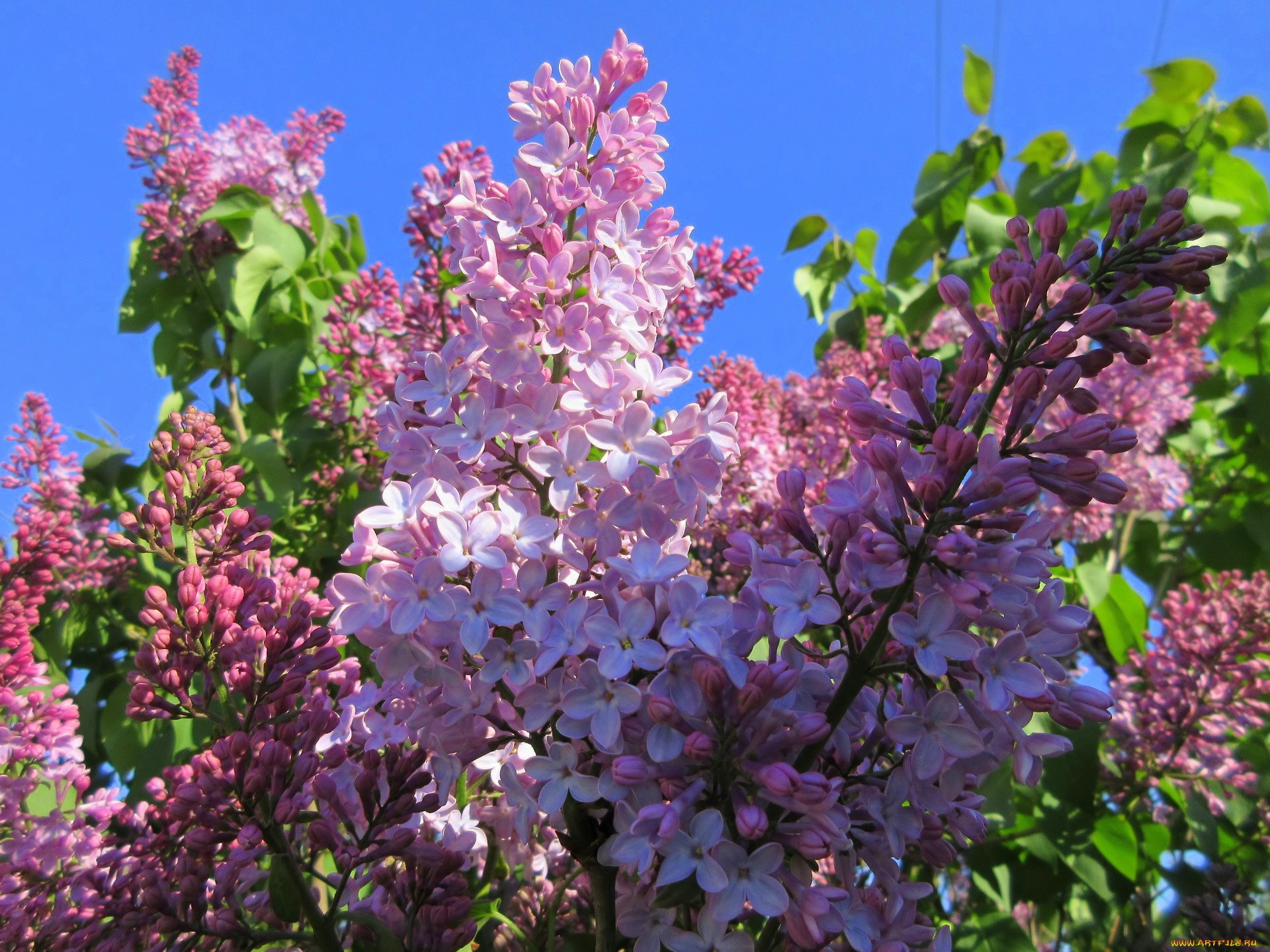 цветы, сирень, весна, 2018