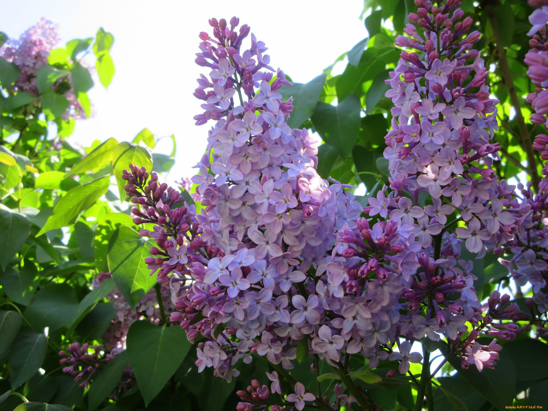 цветы, сирень, весна, 2018