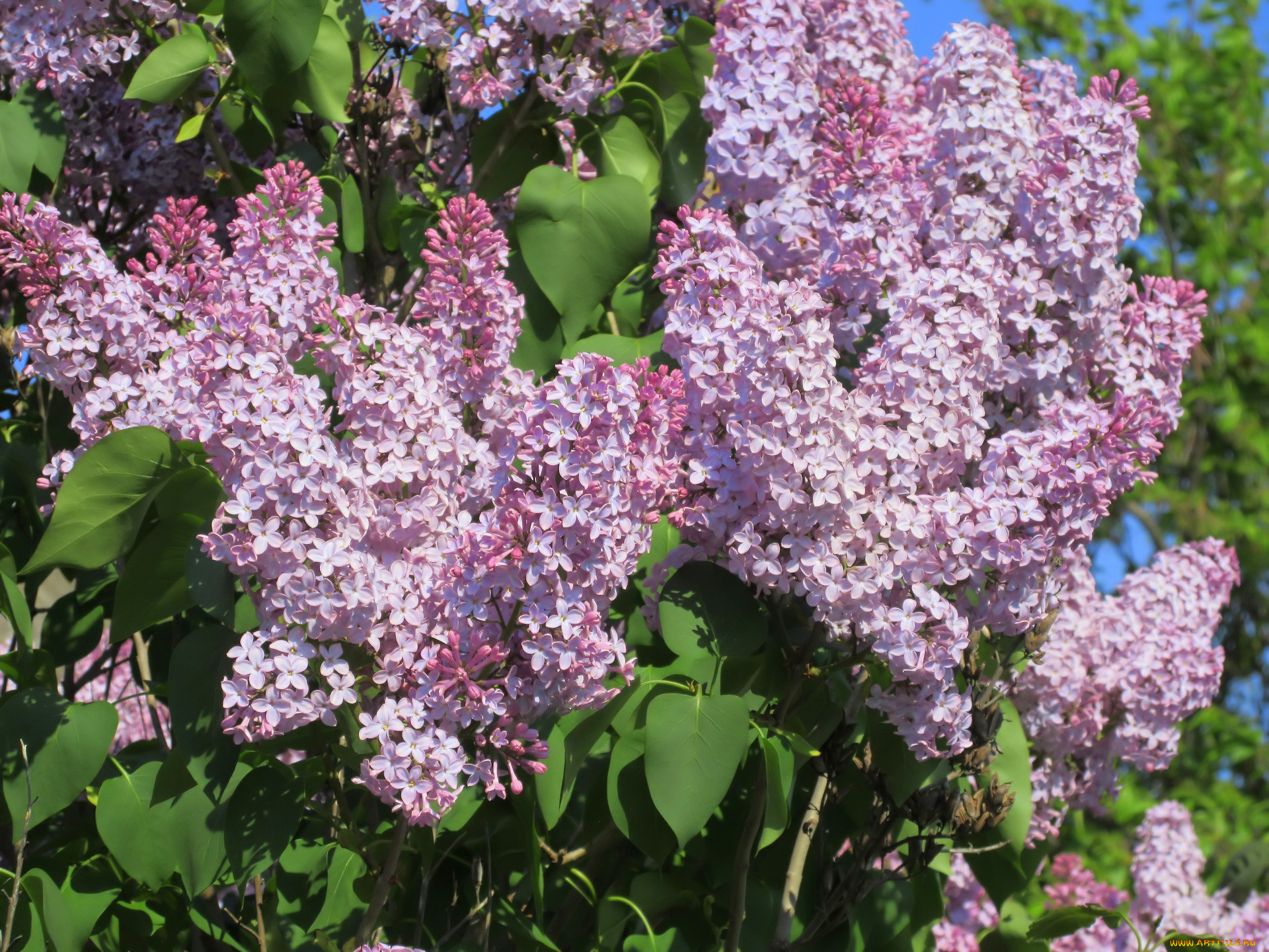 цветы, сирень, весна, 2018