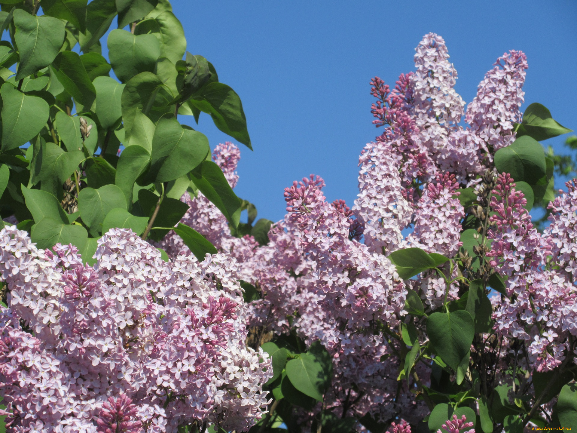 цветы, сирень, весна, 2018
