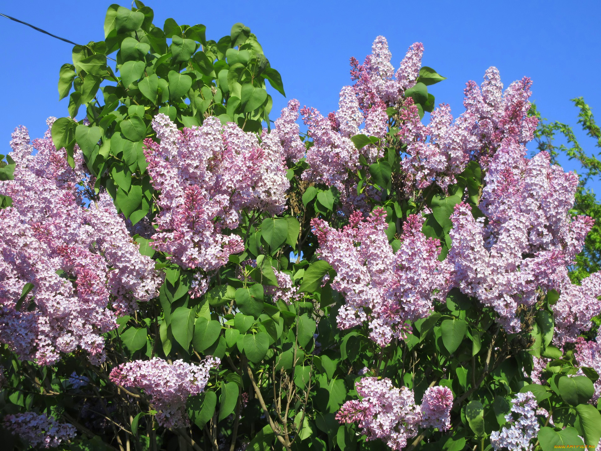 цветы, сирень, весна, 2018