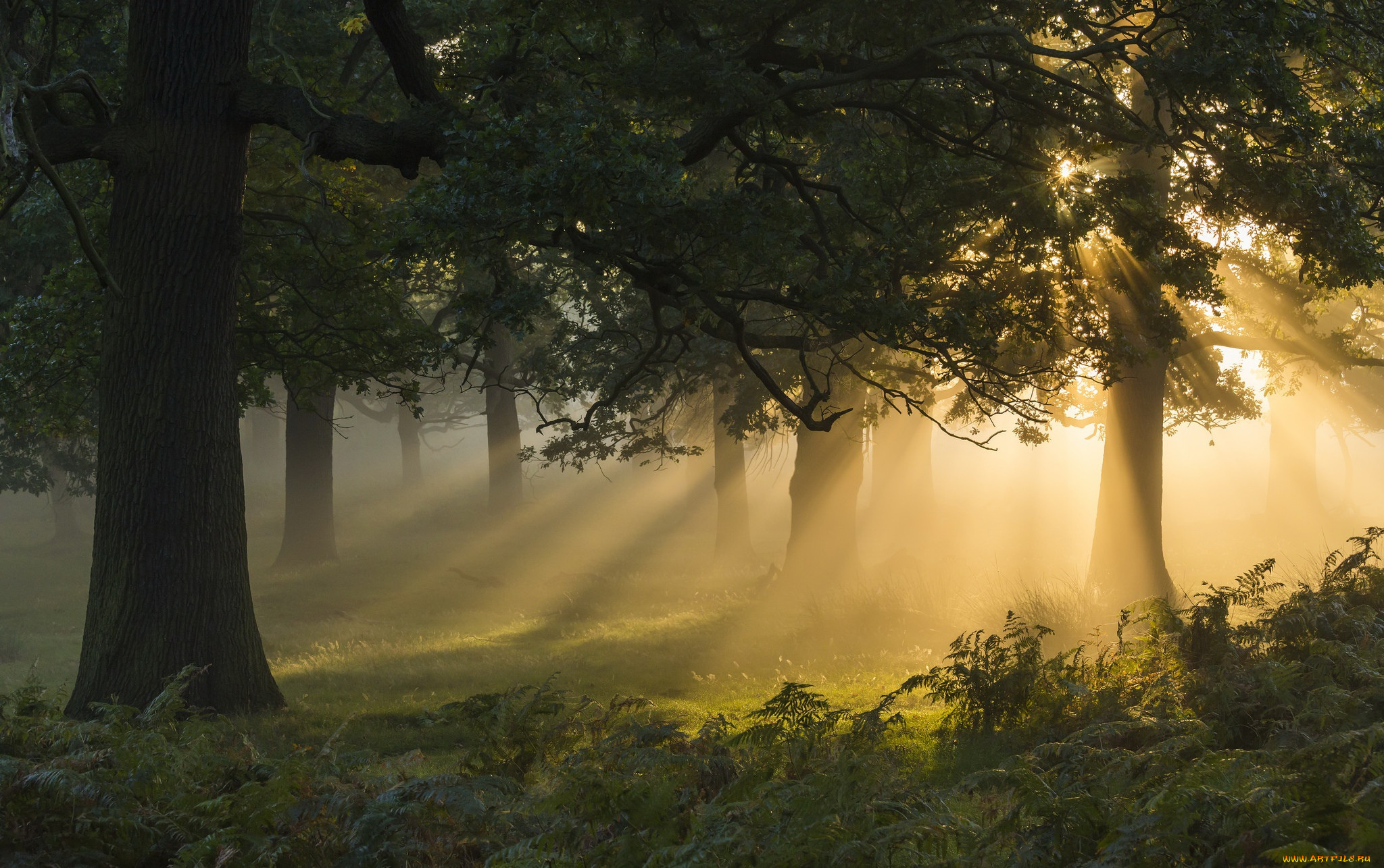 природа, лес, туман, утро