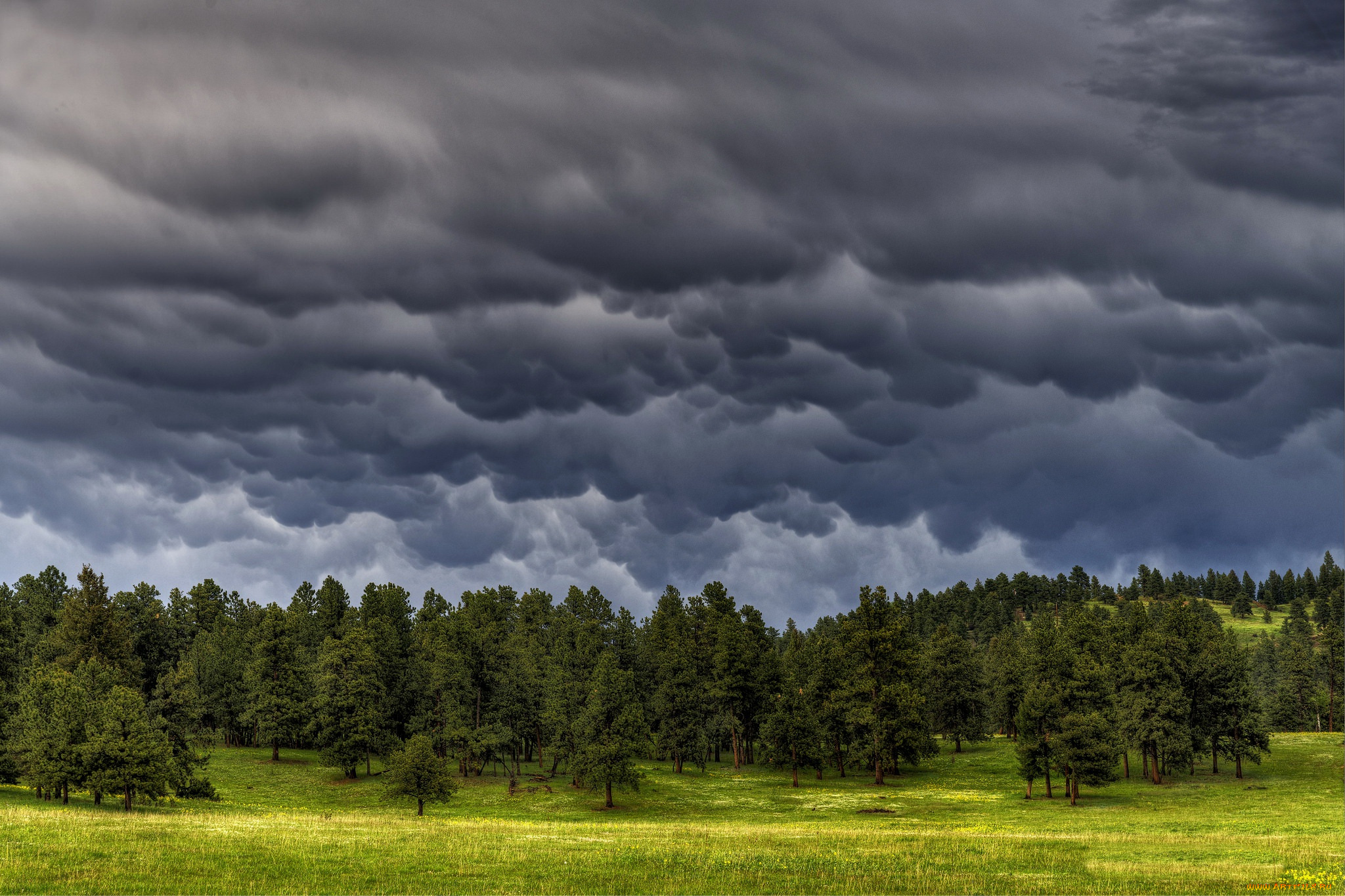 природа, лес, тучи, деревья, небо