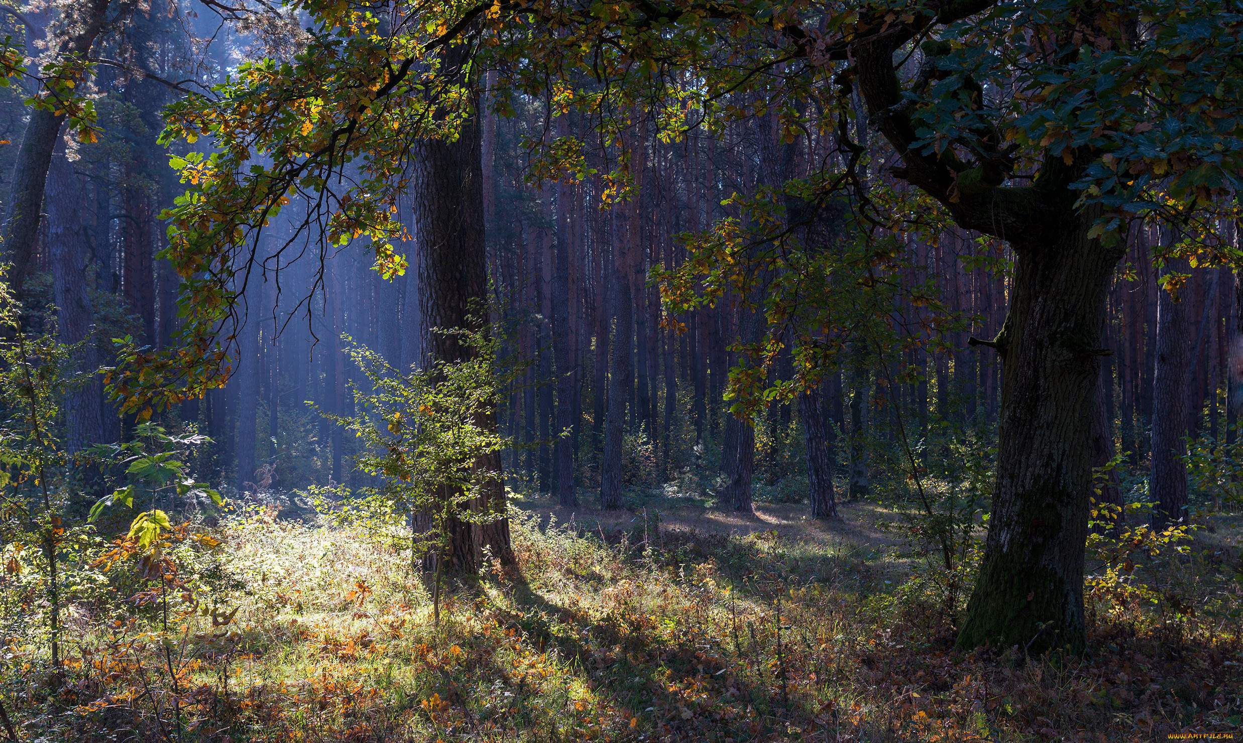 природа, лес, осень