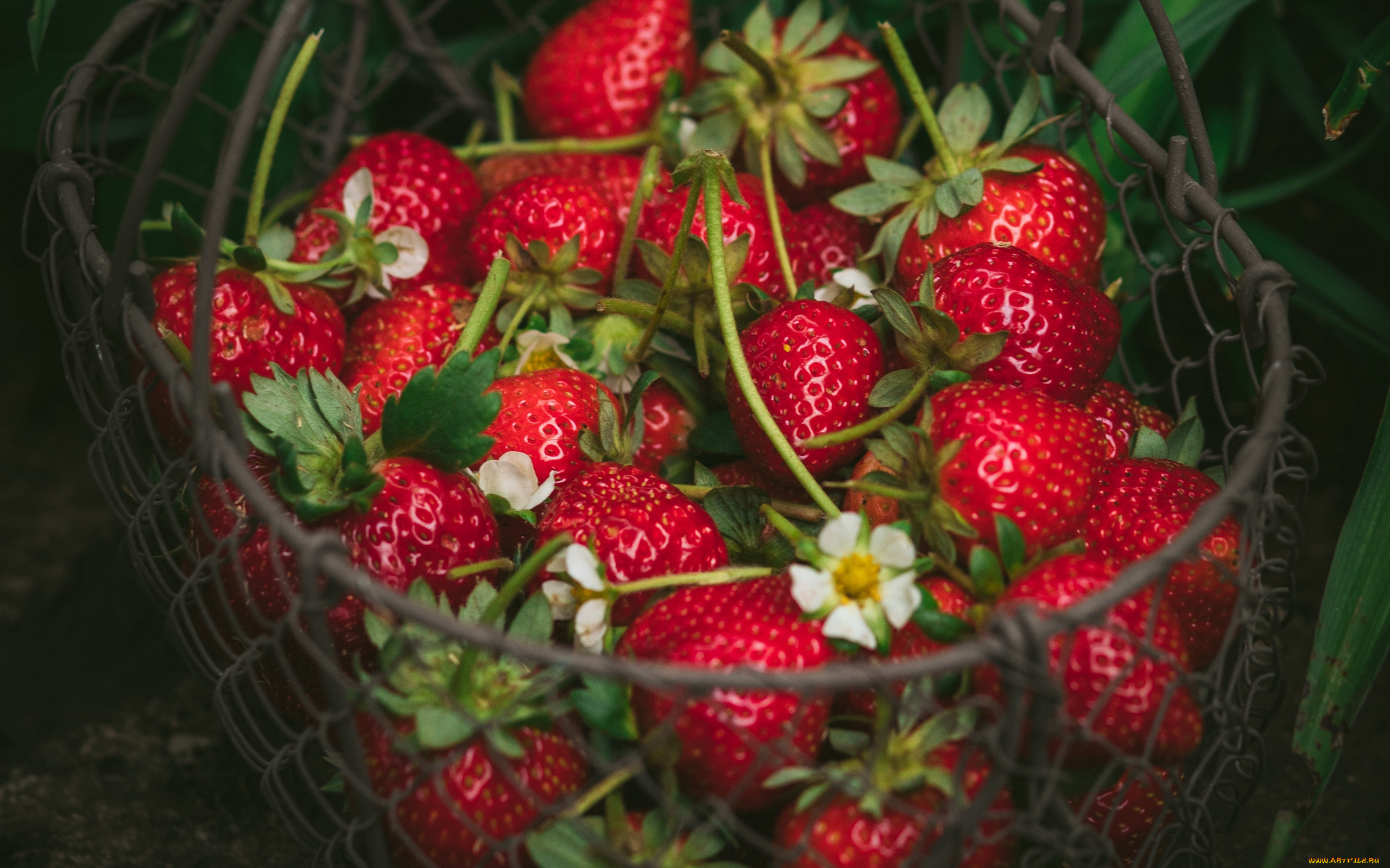 еда, клубника, , земляника