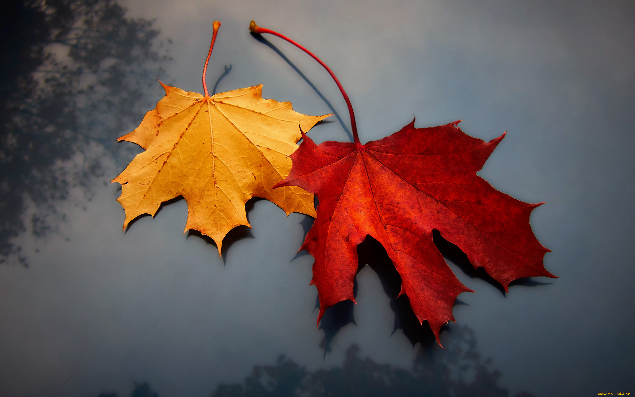 природа, листья, фон