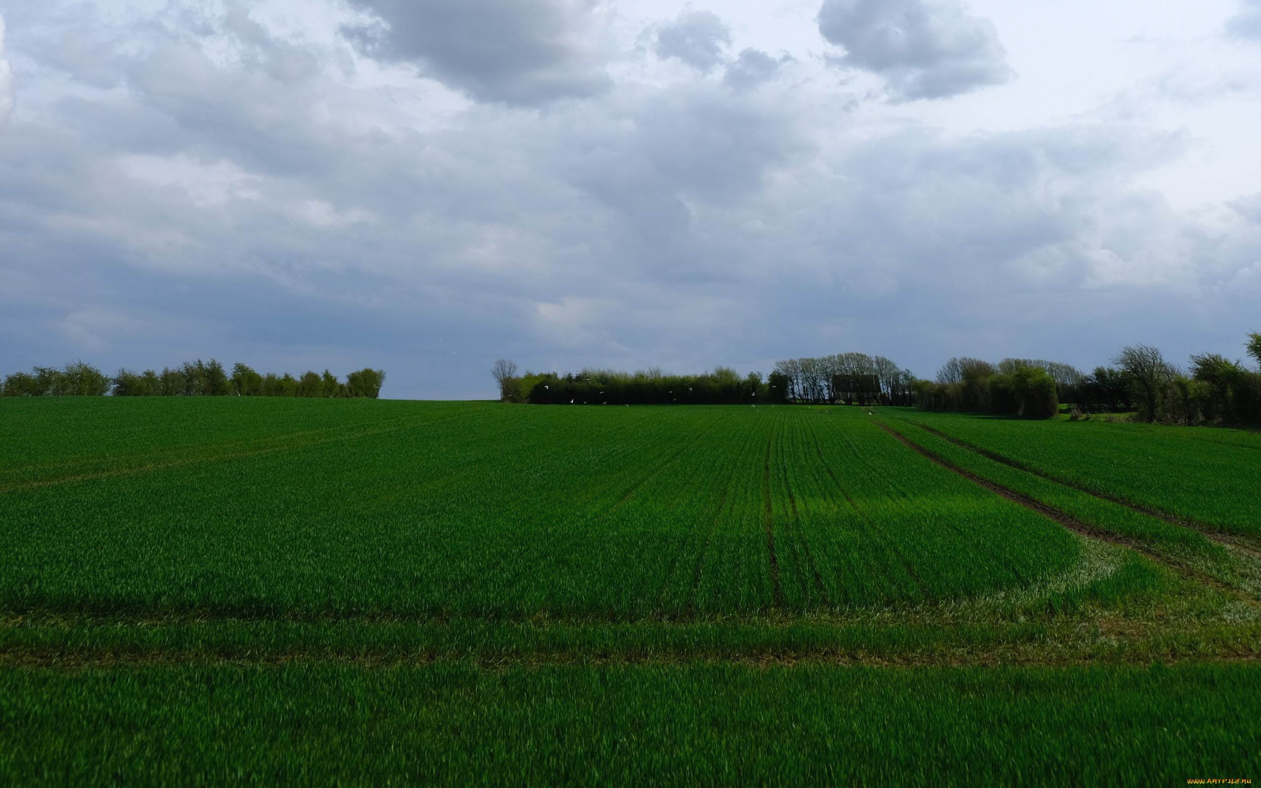 природа, поля, поле, облака