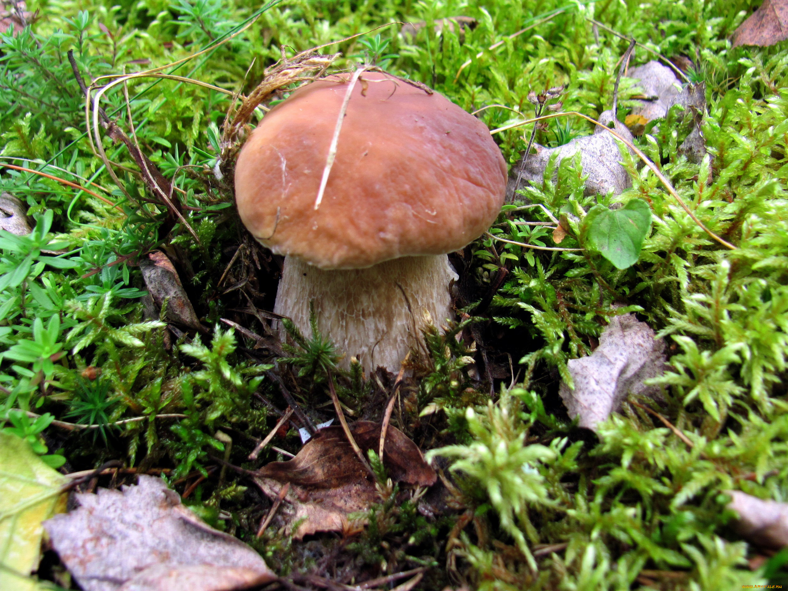 природа, грибы, боровик