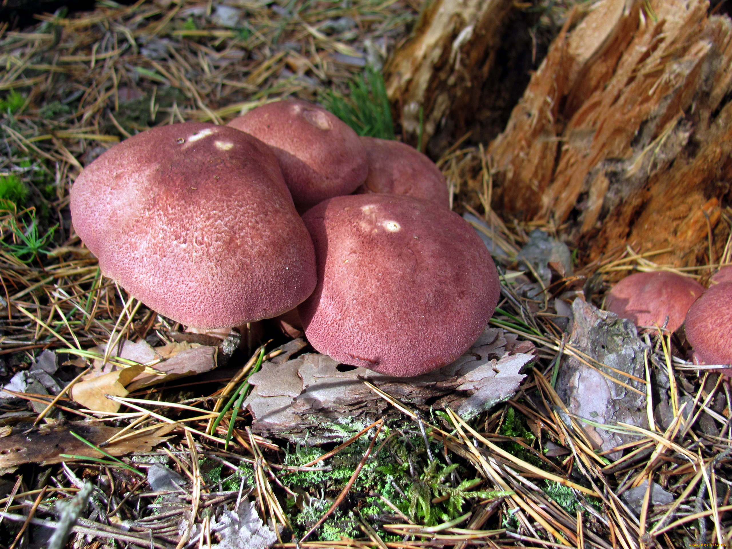 природа, грибы, семейка, грибная