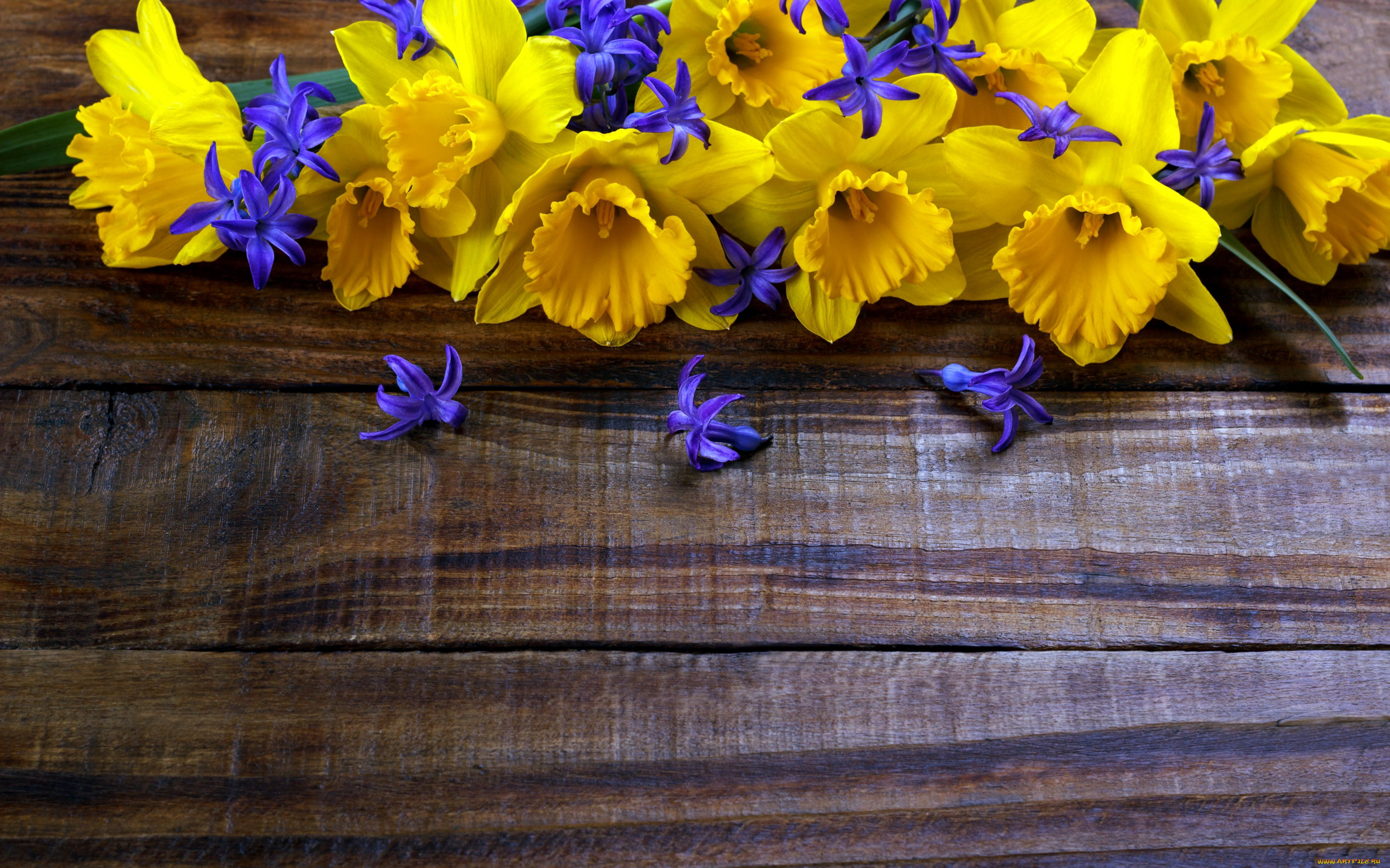 цветы, разные, вместе, гиацинты, нарциссы