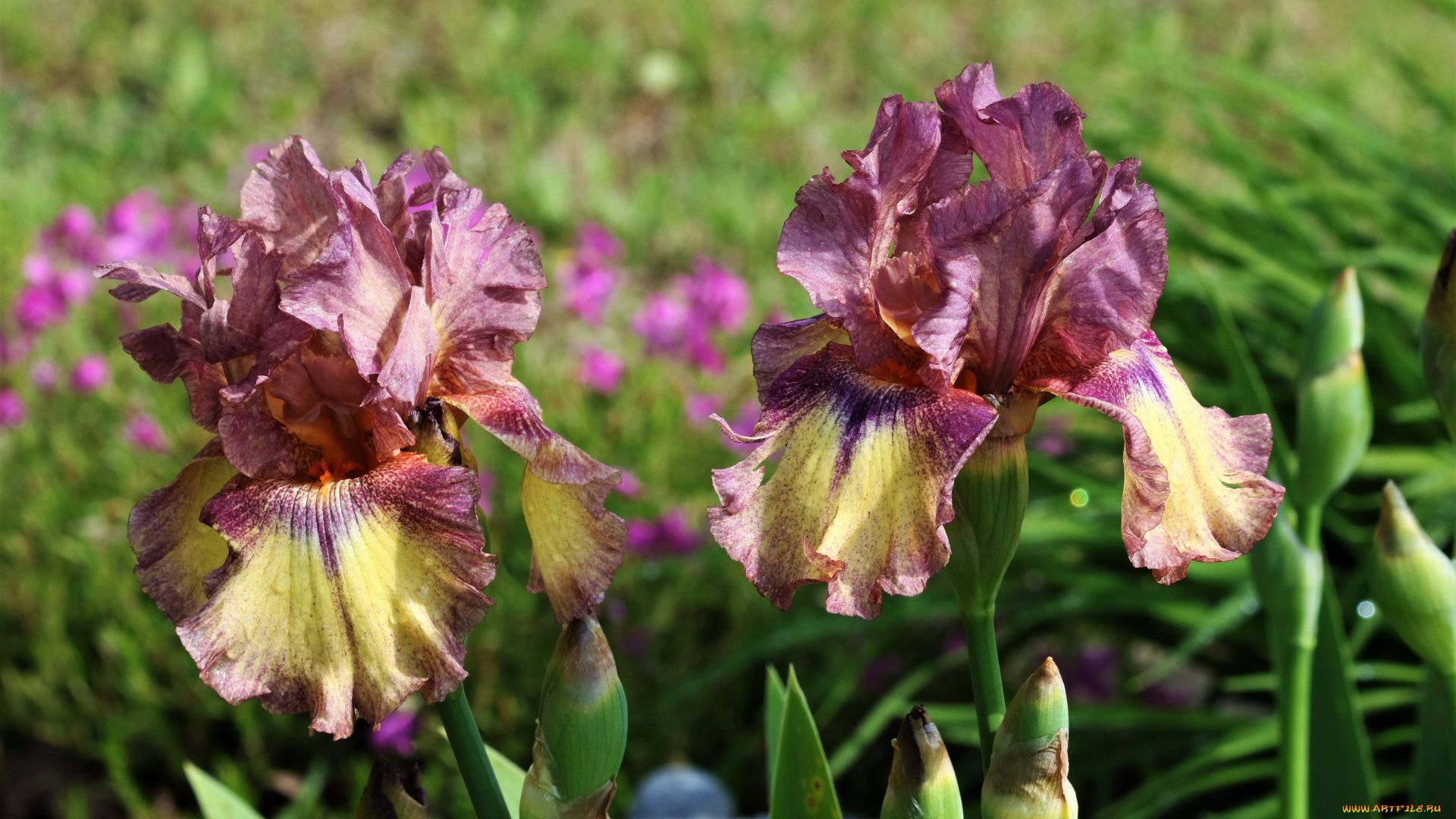 цветы, ирисы, дуэт