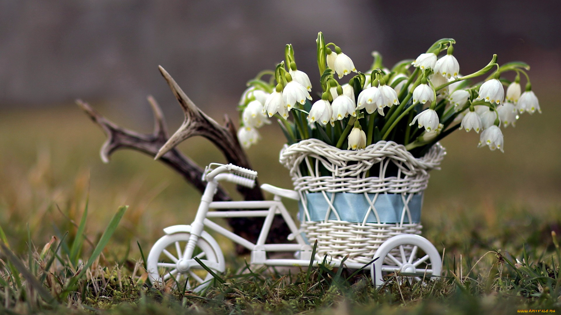 цветы, подснежники, , белоцветники, , пролески, белоцветник