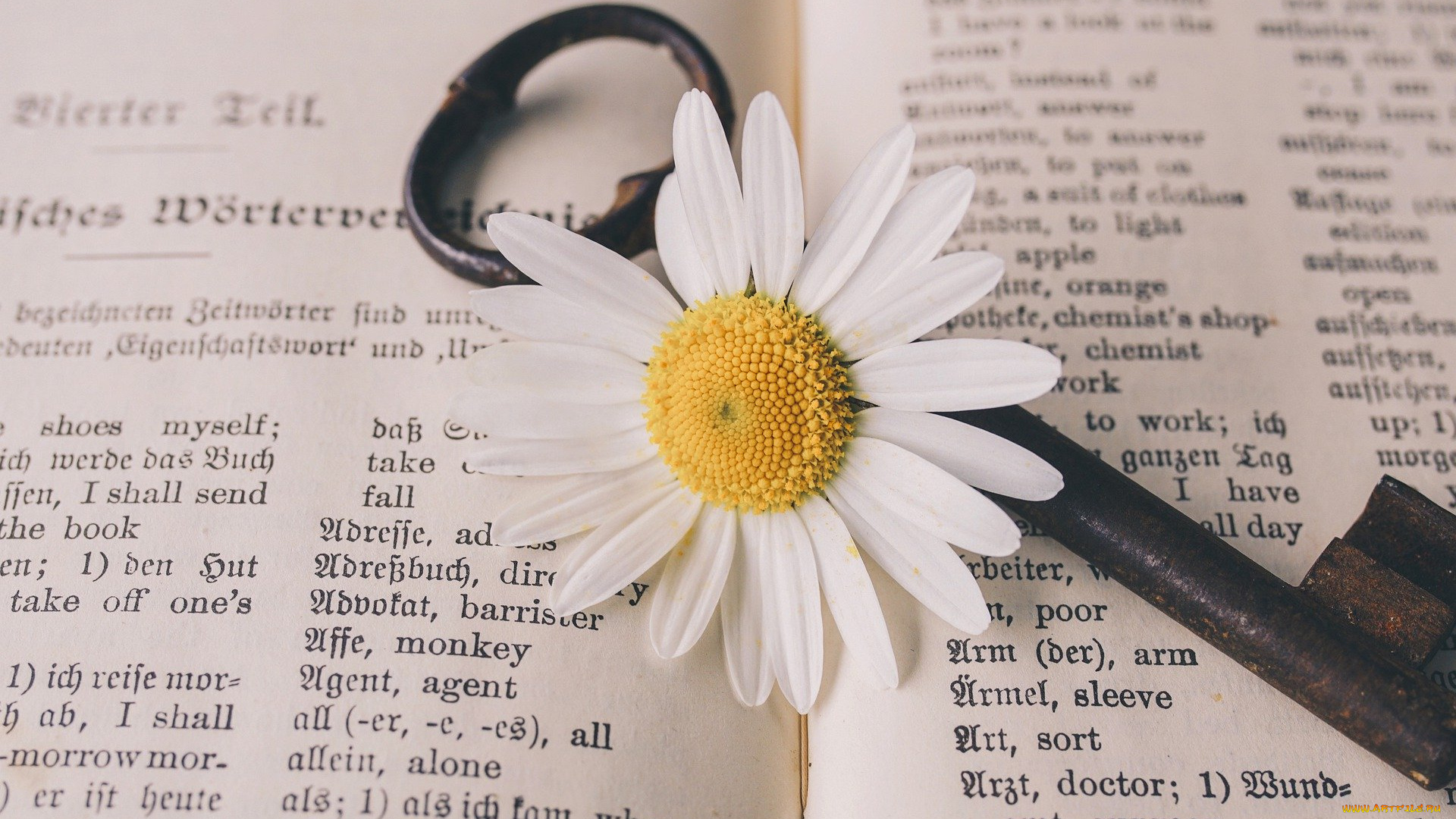 цветы, ромашки, ключ, старый, цветок, винтаж, ностальгический