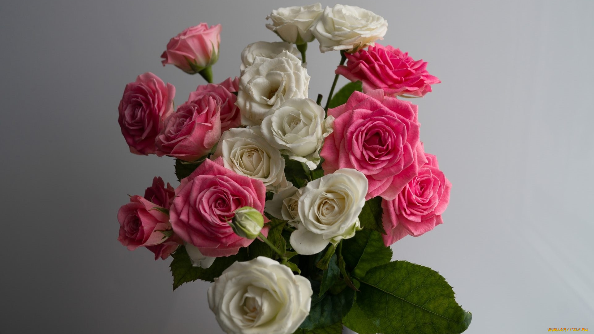 цветы, розы, белый, розовый, бутоны, букет