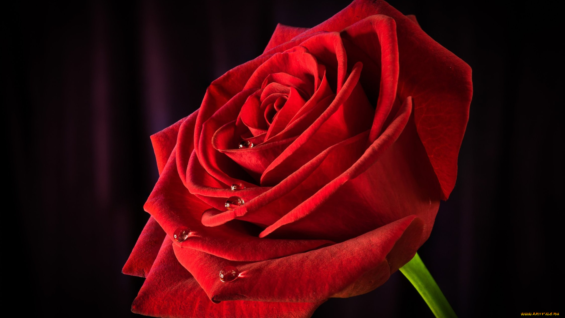 роза, цветы, розы, красная, цветок, капли