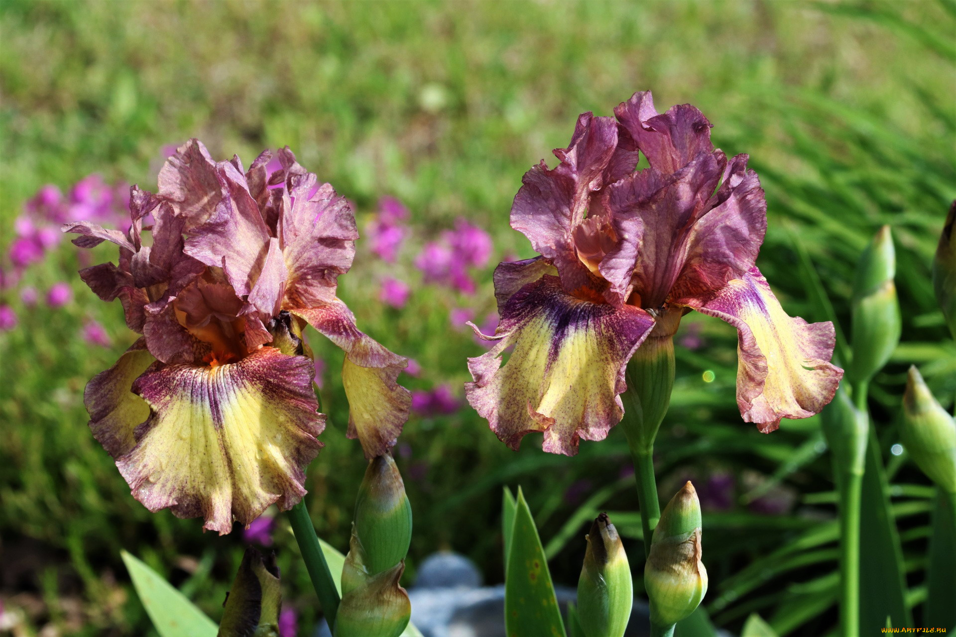 цветы, ирисы, дуэт