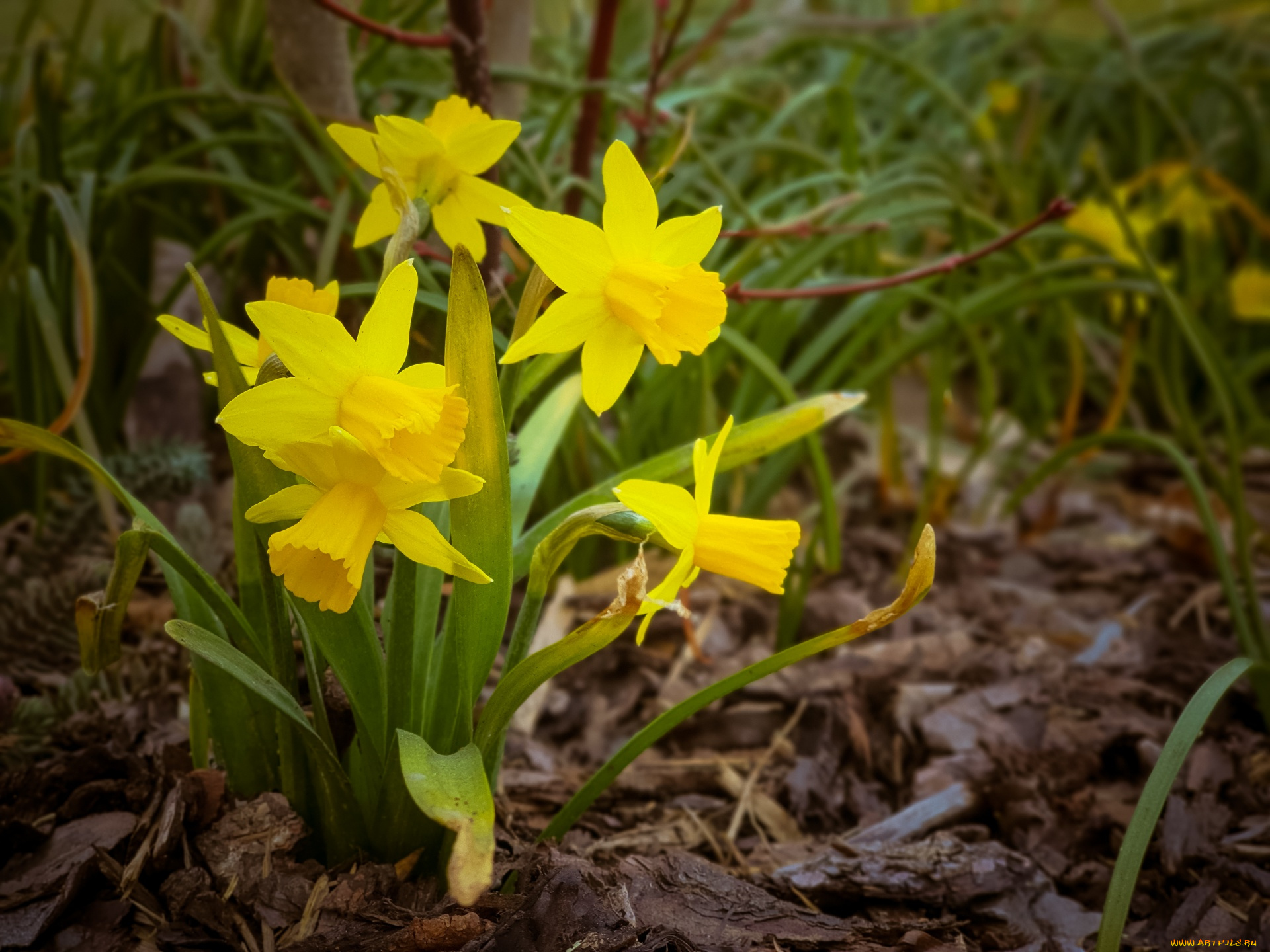 цветы, нарциссы, желтый