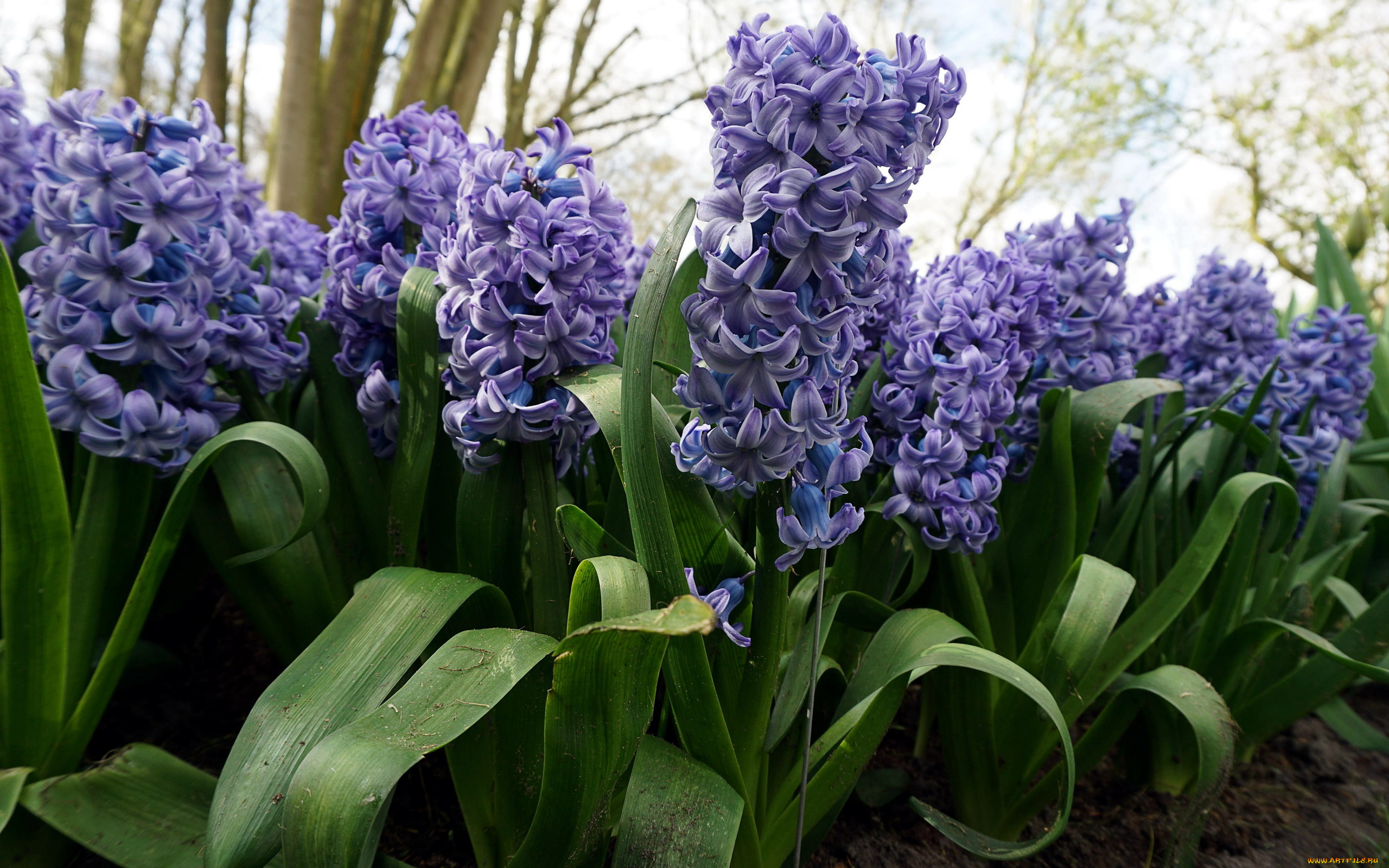 цветы, гиацинты, синий