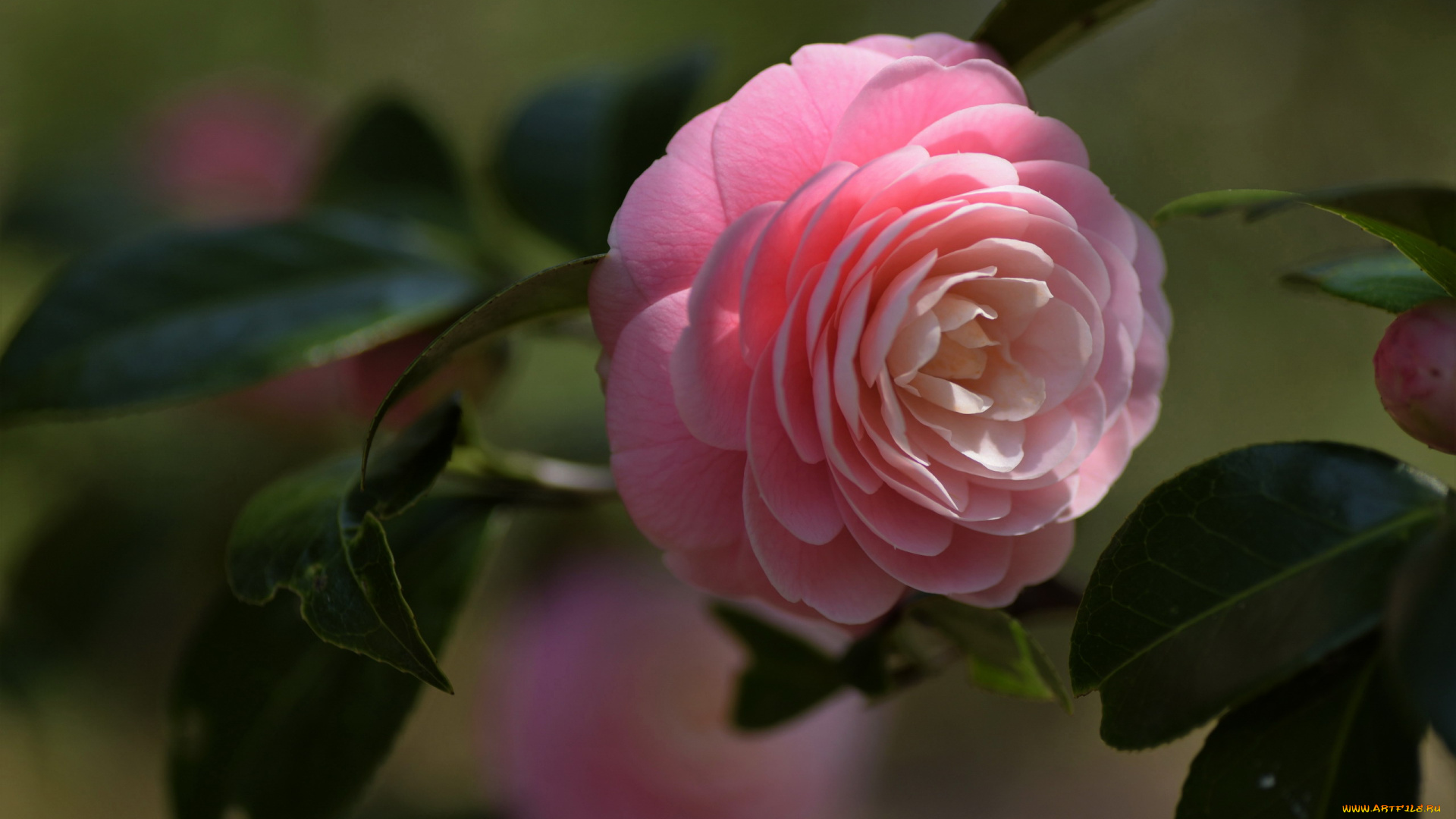 цветы, камелии, розовая, камелия, макро