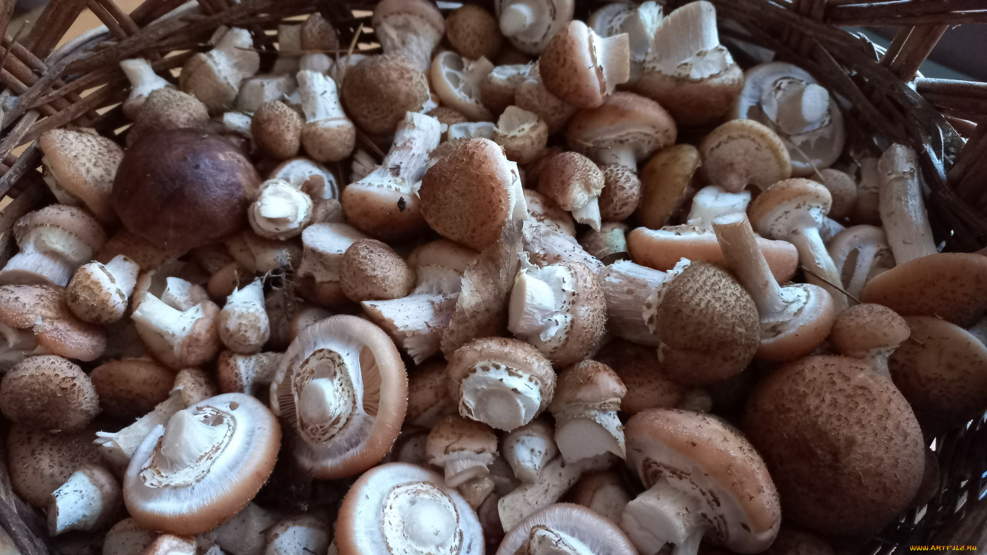 еда, грибы, , грибные, блюда, лесные, опята