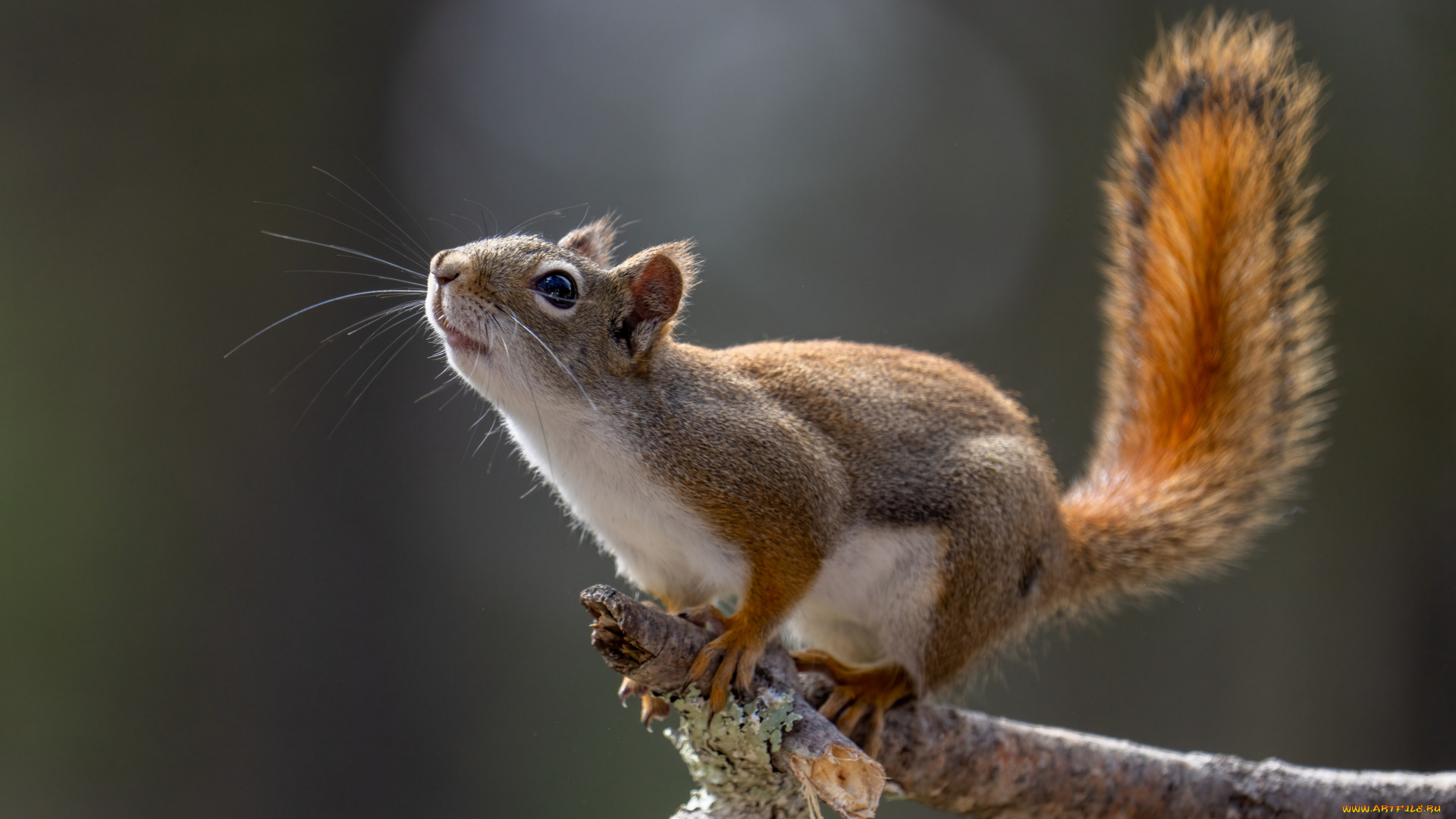 животные, белки, белка, sciurus, род, грызунов, семейства, беличьих