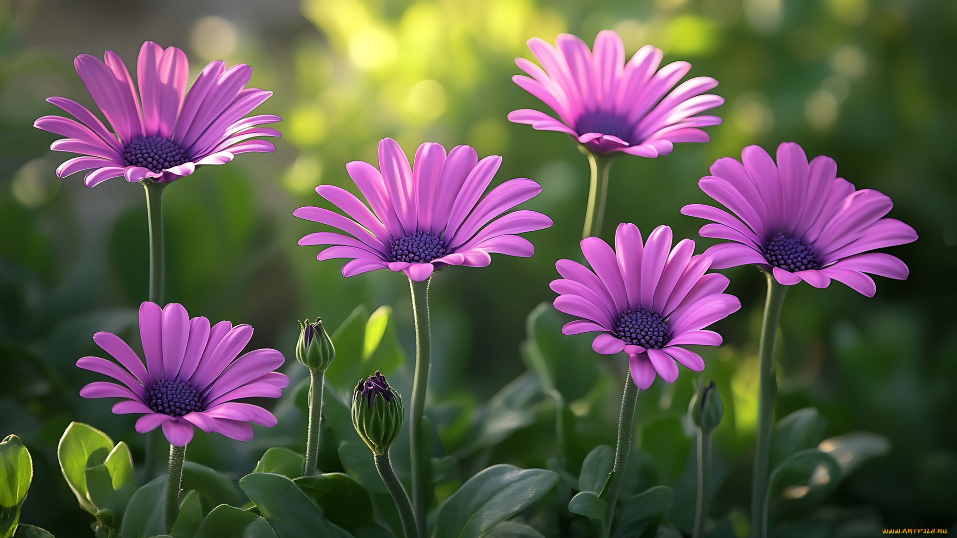 3д, графика, цветы, , flowers, остеоспермум