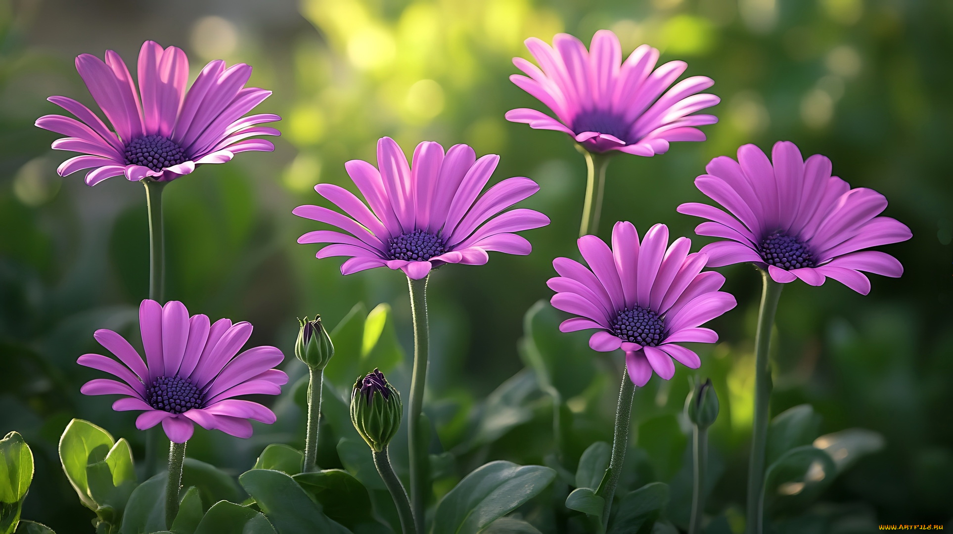 3д, графика, цветы, , flowers, остеоспермум