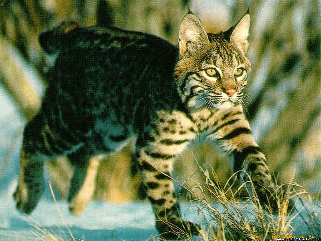 рысь, животные, рыси