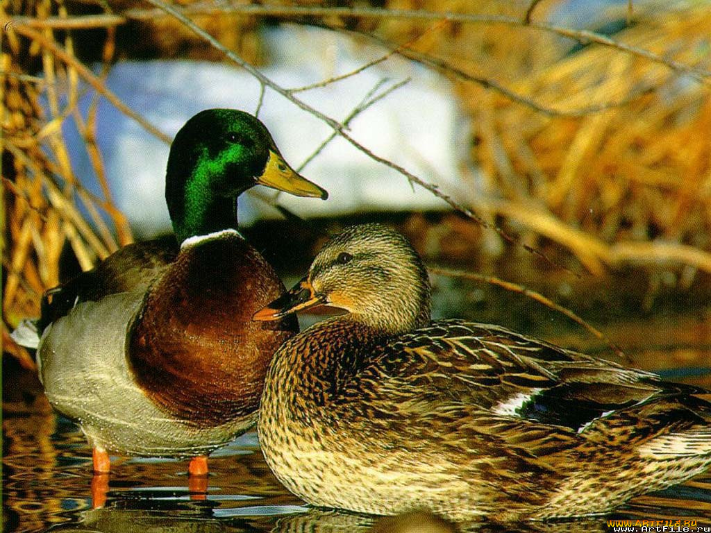 утки, животные