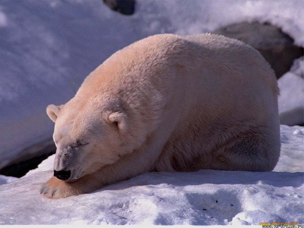 животные, медведи