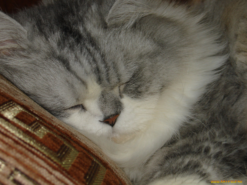 животные, коты