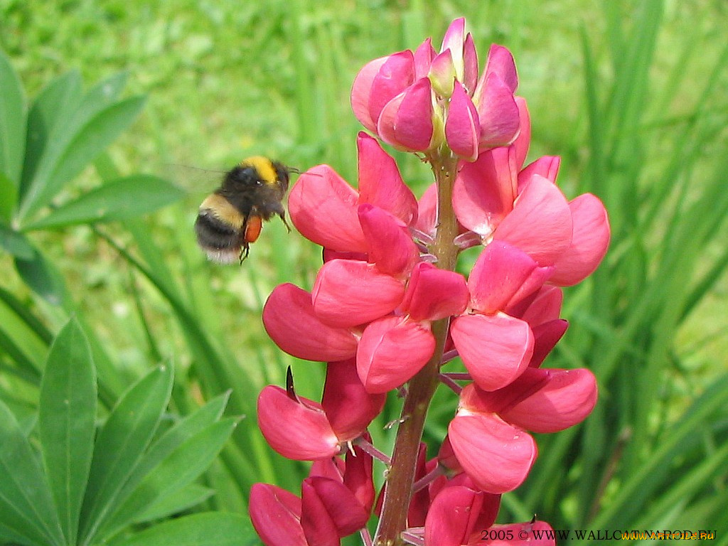 животные, пчелы, осы, шмели