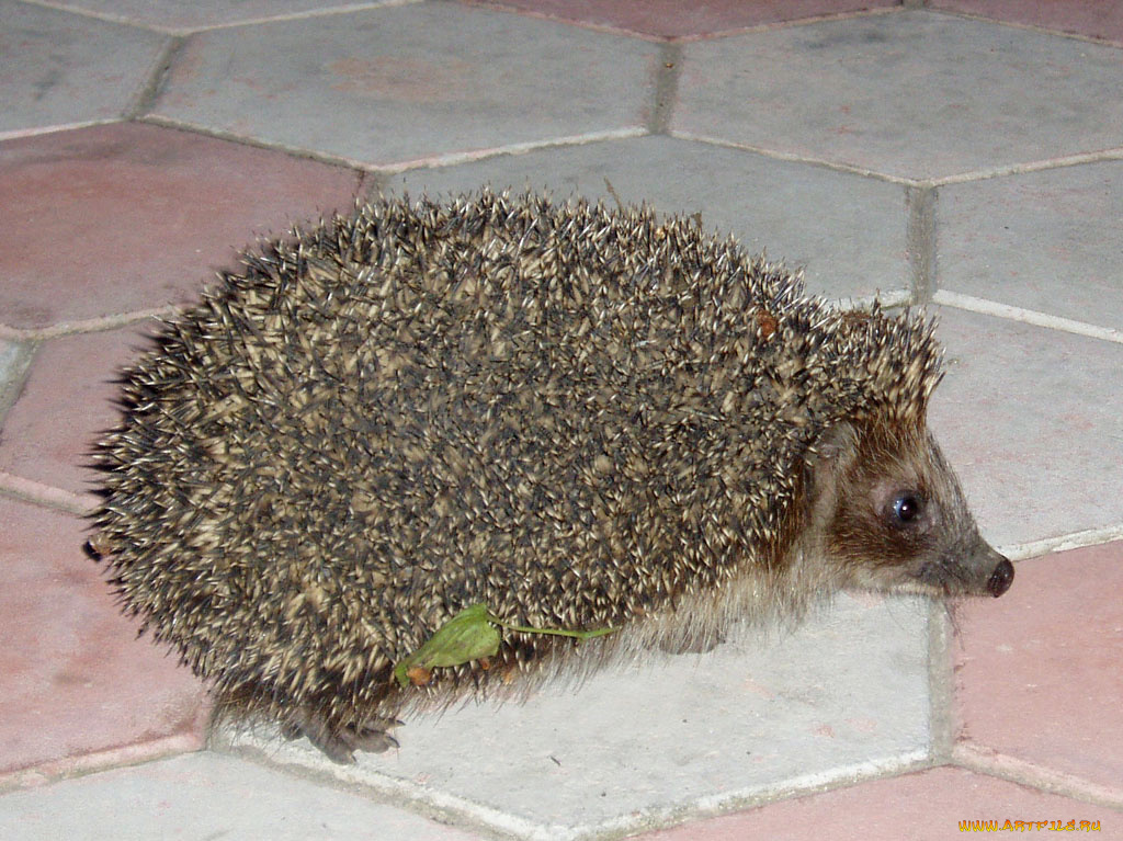 животные, ежи