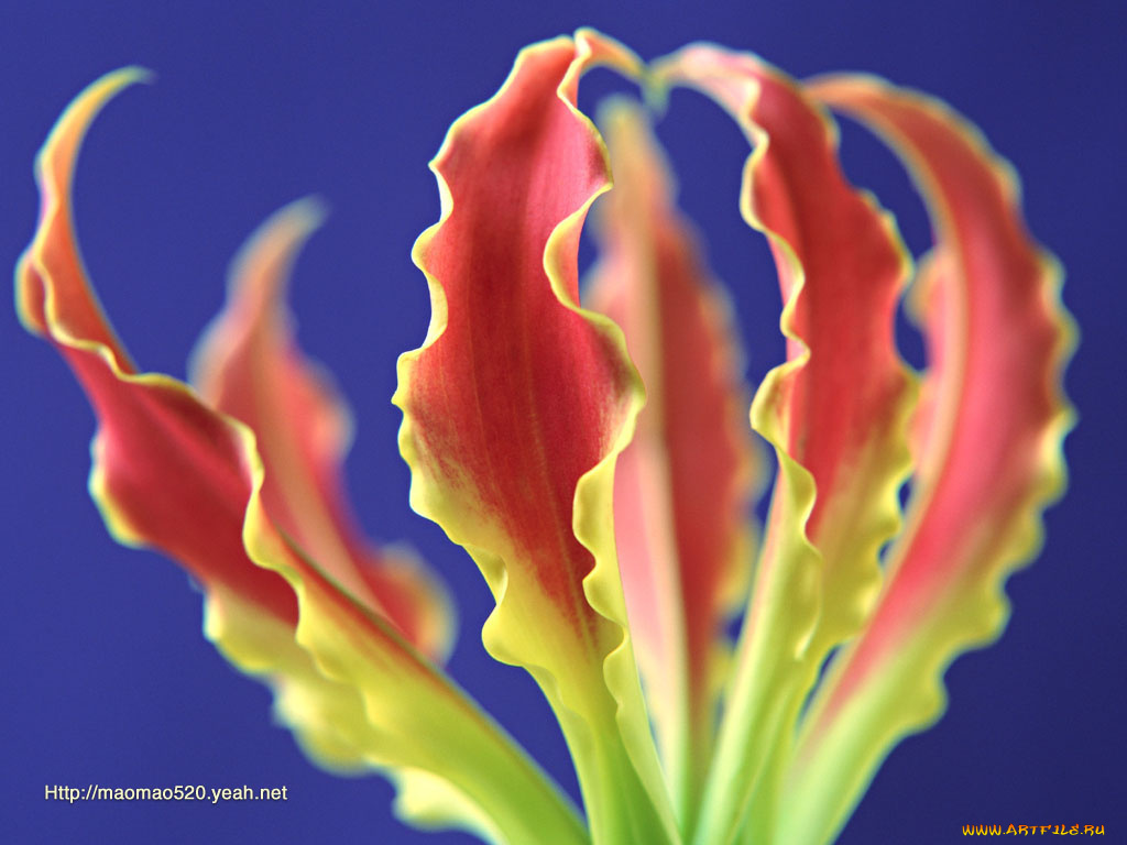 цветы, глориоза