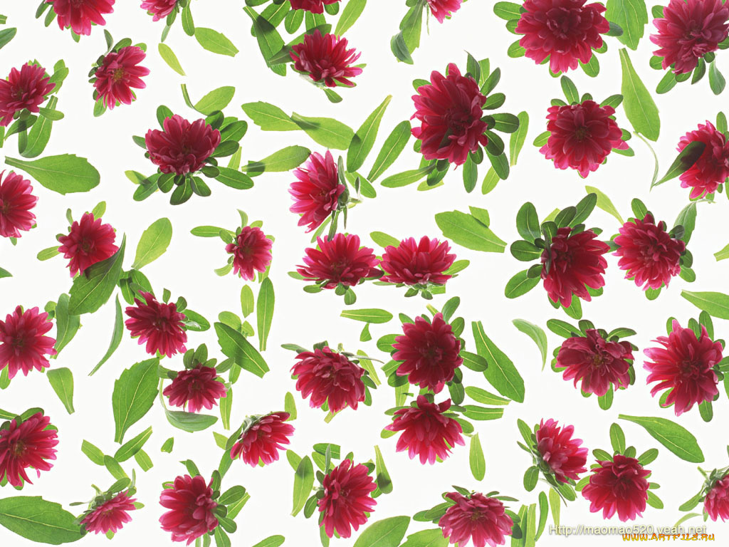 цветы, хризантемы