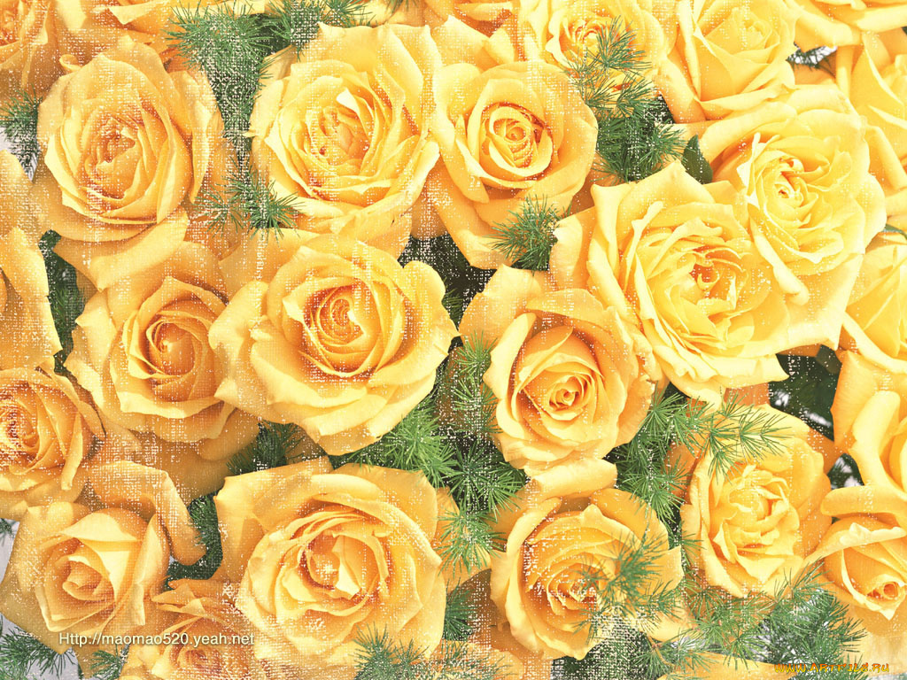 цветы, розы