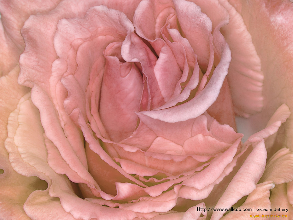 цветы, розы