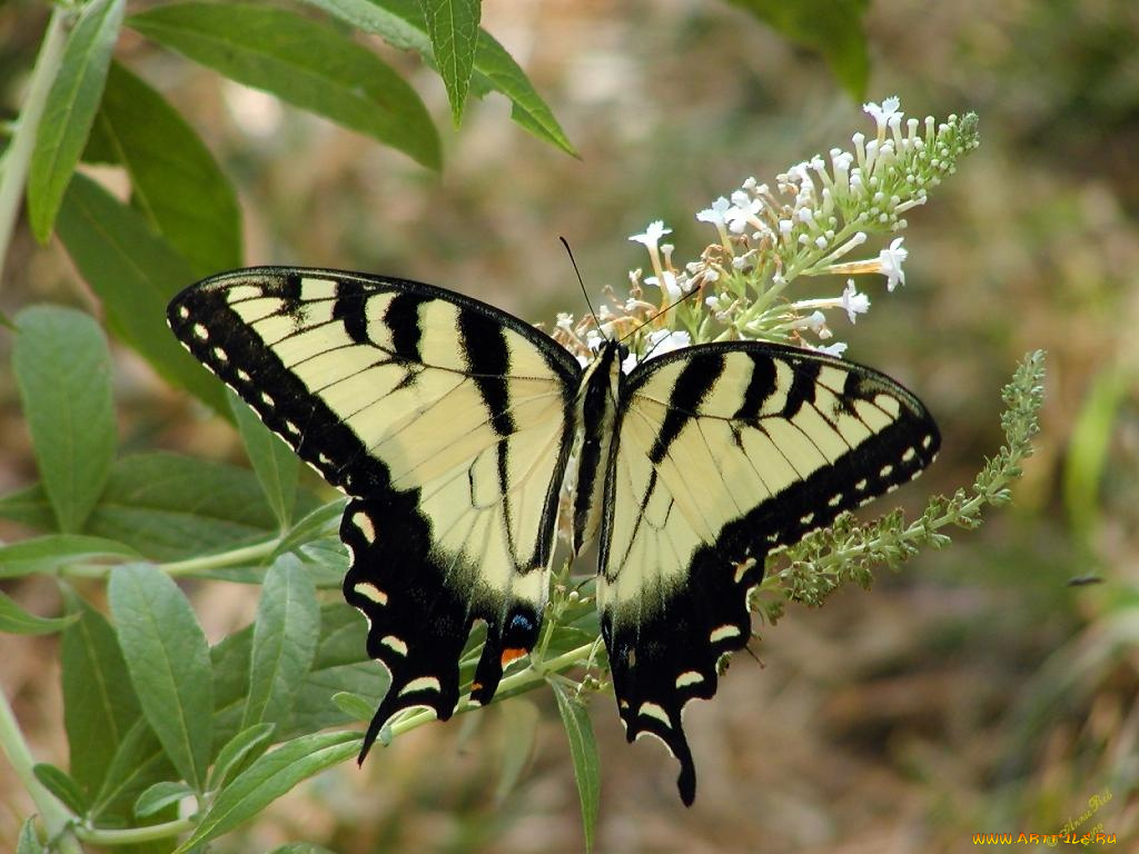 животные, бабочки